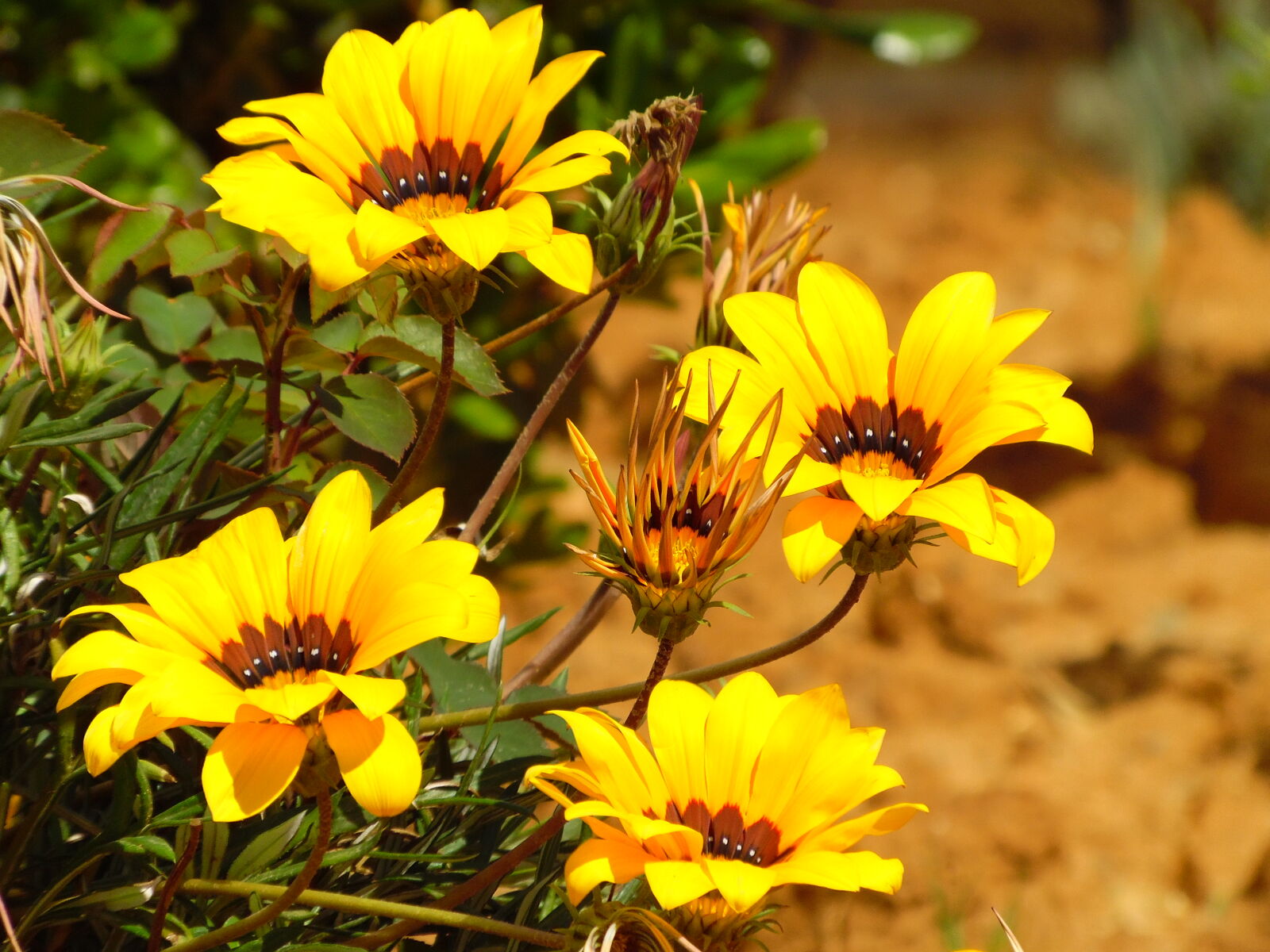 Samsung WB1100F/WB1101F/WB1102F sample photo