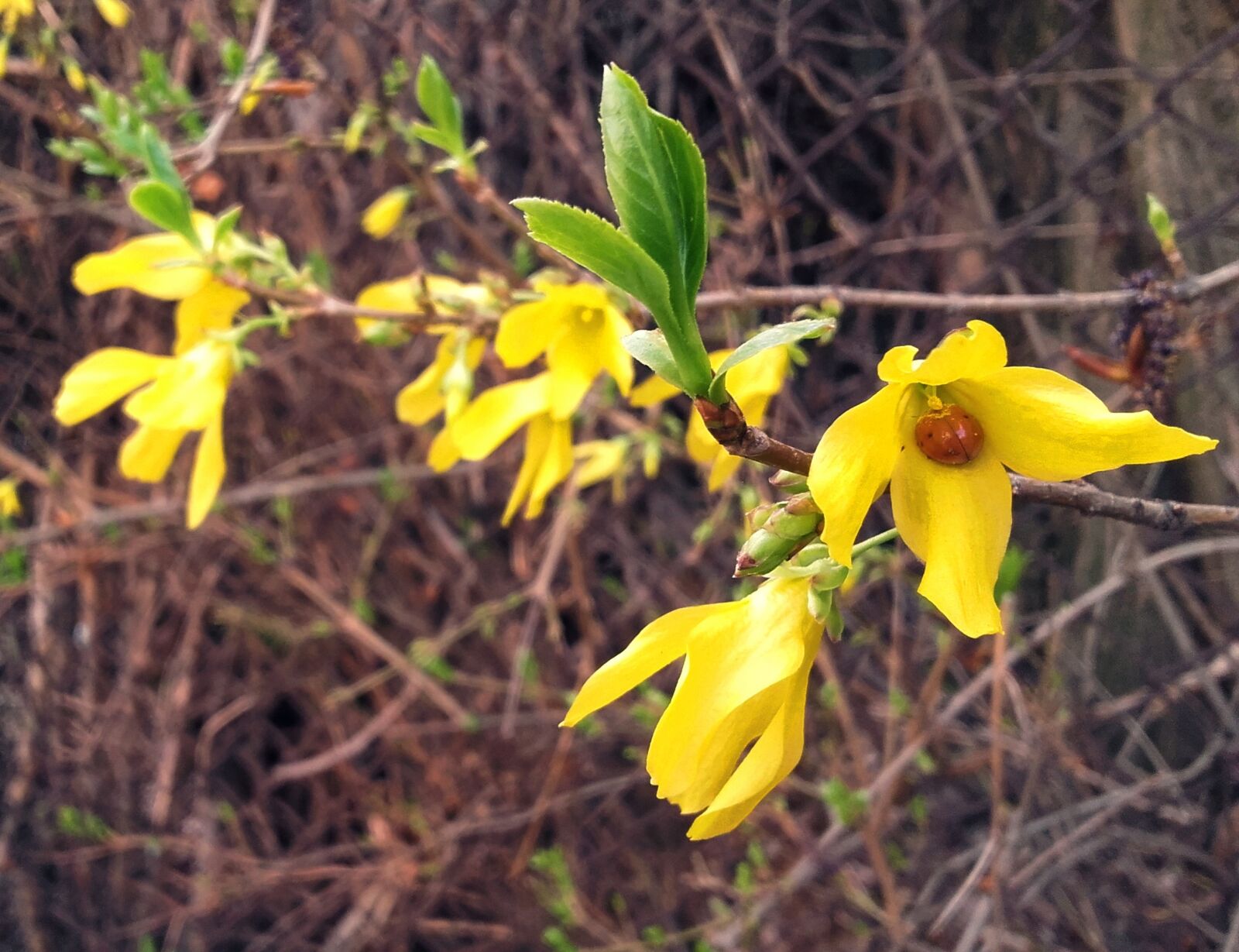 Samsung Galaxy Grand Prime sample photo. Forsythia, ladybug, spring photography