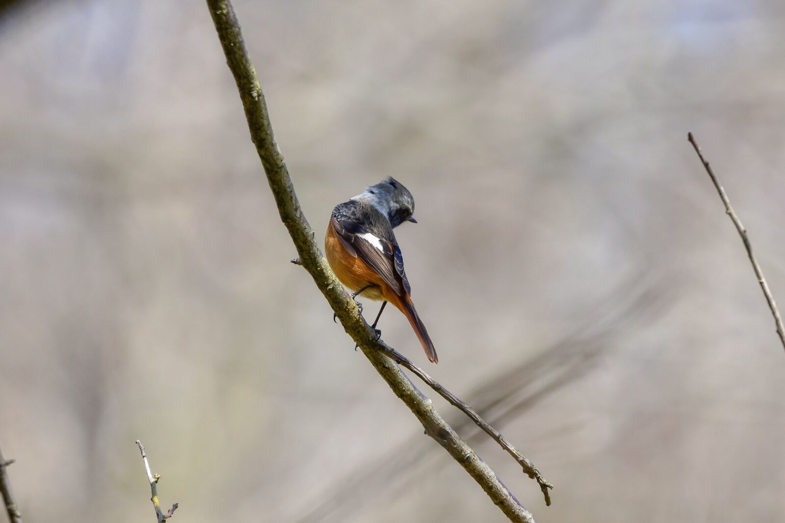 Nikon D7200 sample photo. Animal, forest, wood photography