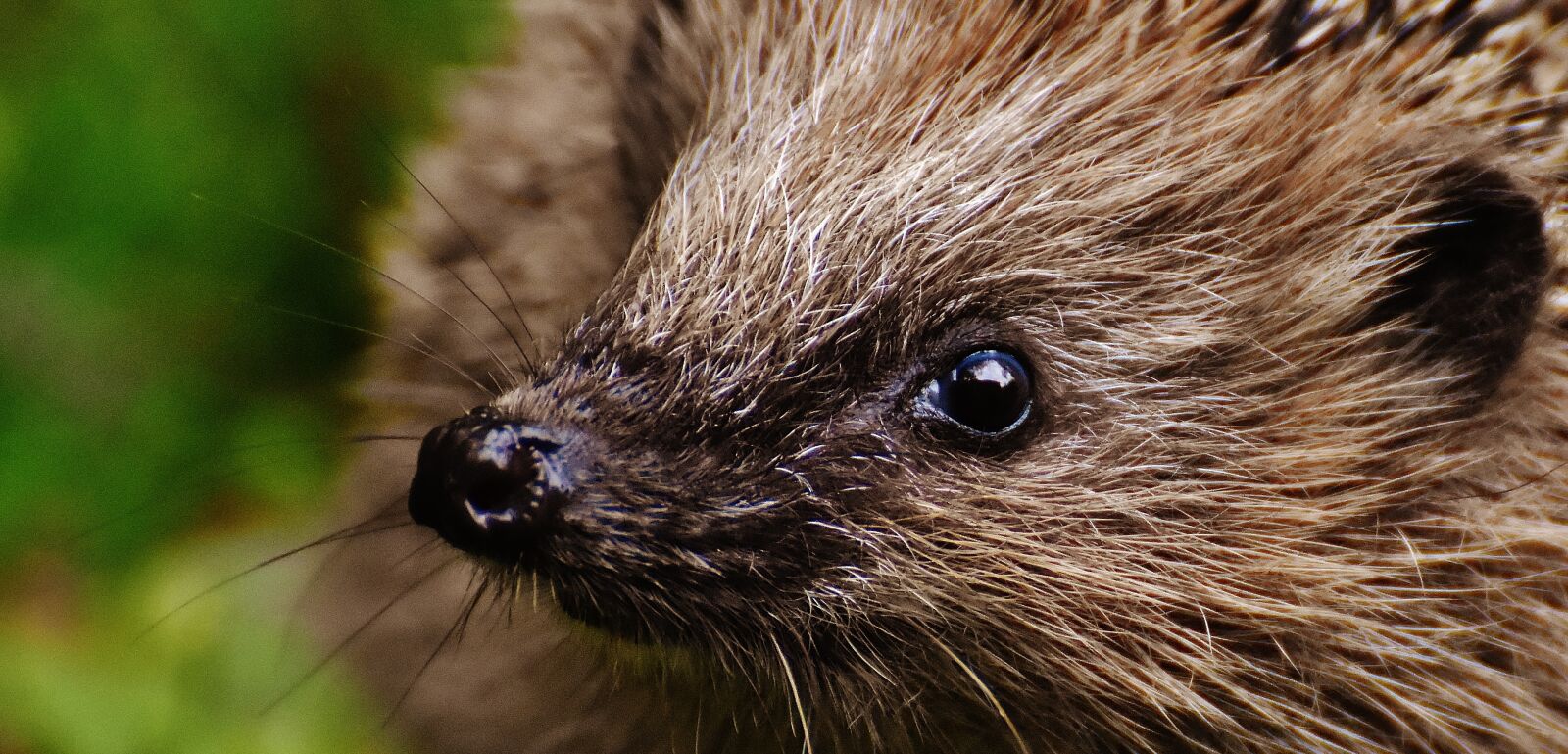 Nikon D7200 sample photo. Hedgehog child, young hedgehog photography