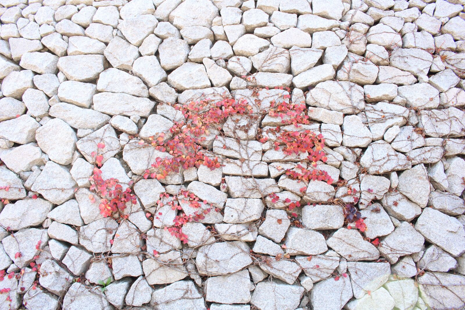 Canon EOS 100D (EOS Rebel SL1 / EOS Kiss X7) sample photo. Autumn, ivy, damme photography