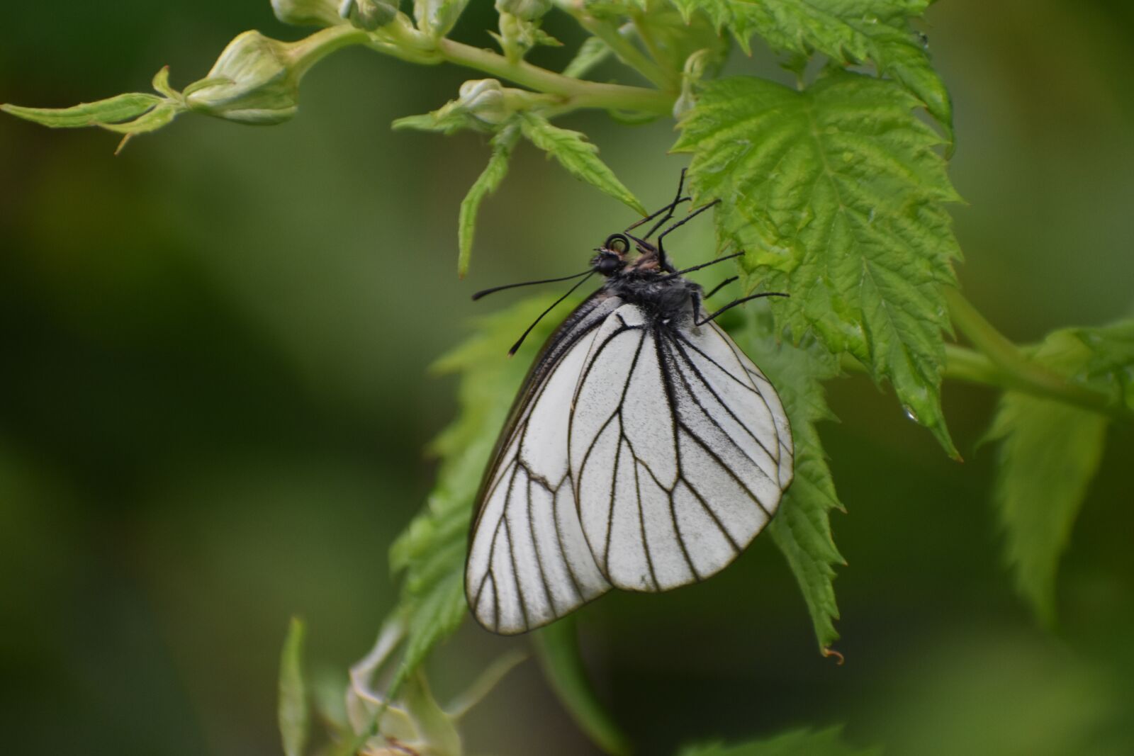 Nikon D3400 sample photo. Butterfly, white, sitting photography