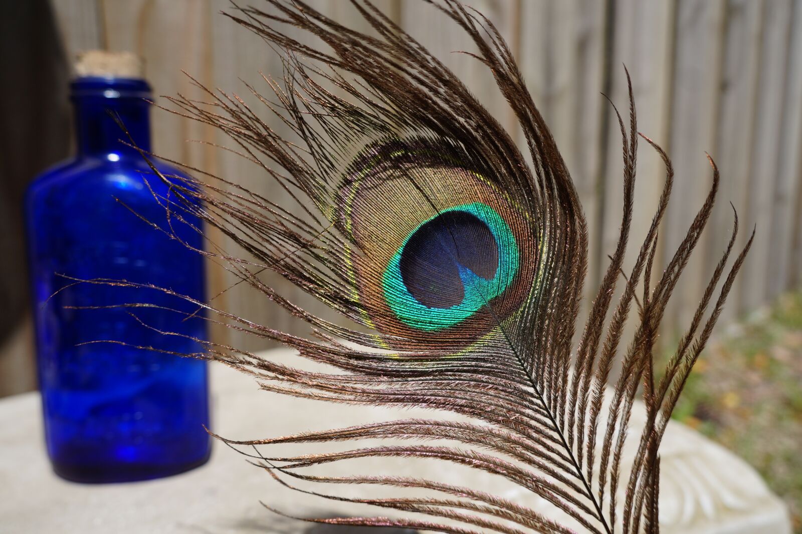 Sony Alpha a3000 + Sony E 18-55mm F3.5-5.6 OSS sample photo. Feather, color, beautiful photography