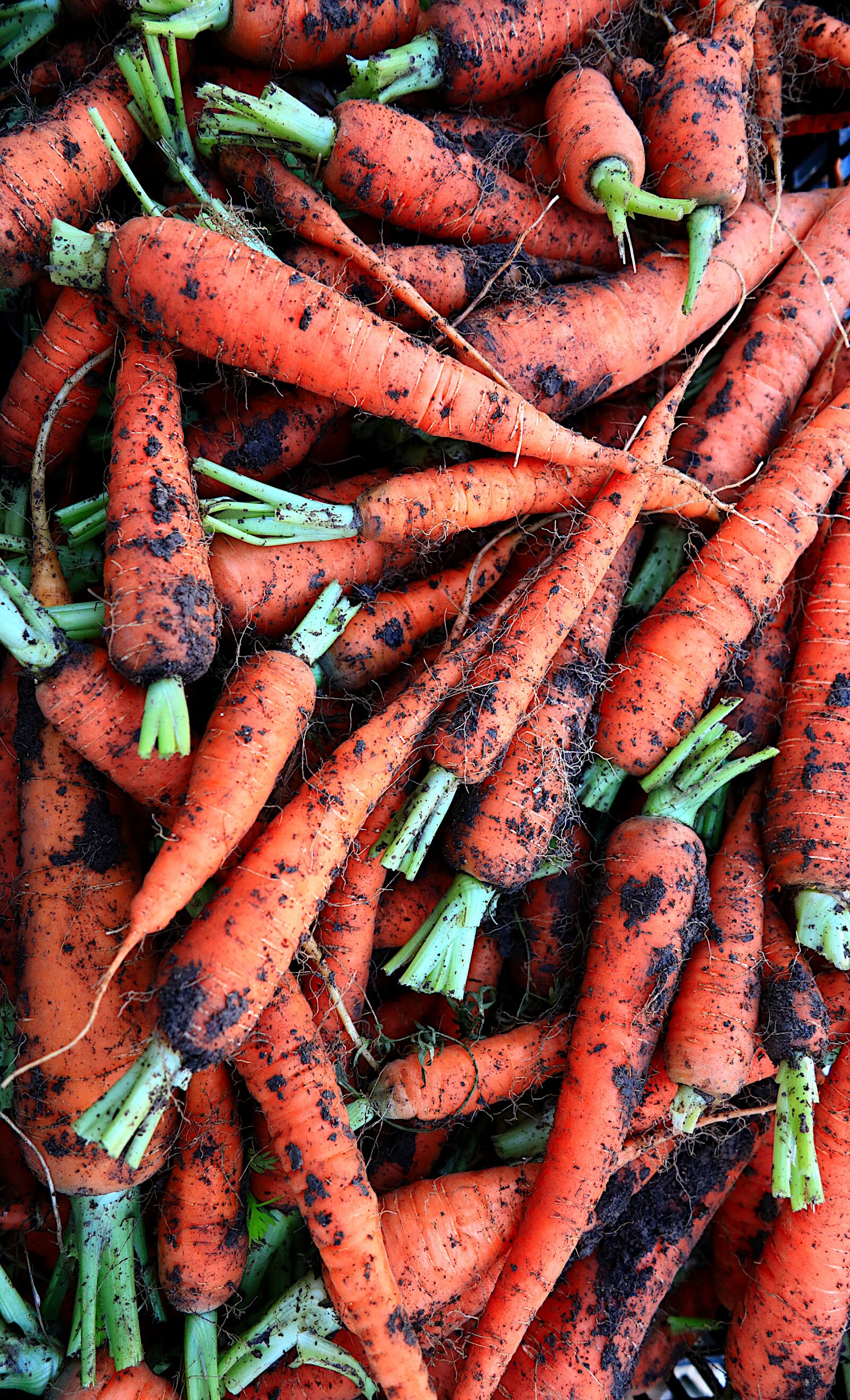 Canon PowerShot G1 X Mark III sample photo. Vegetables, carrots, food photography