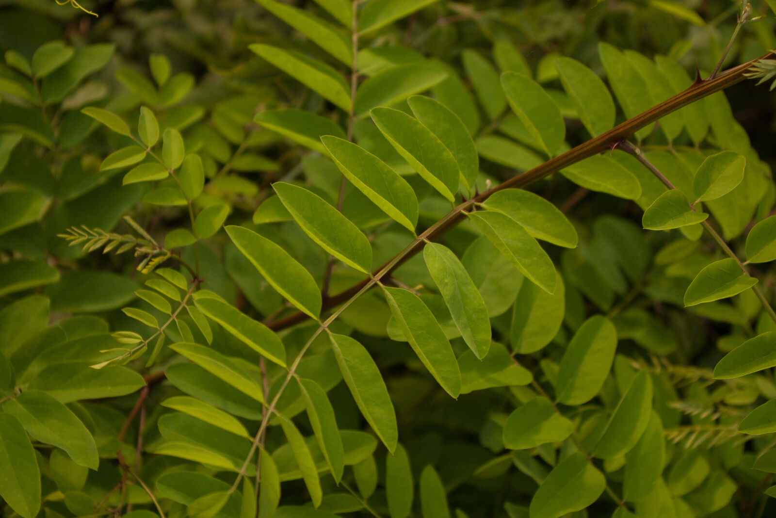 Pentax *ist DS sample photo