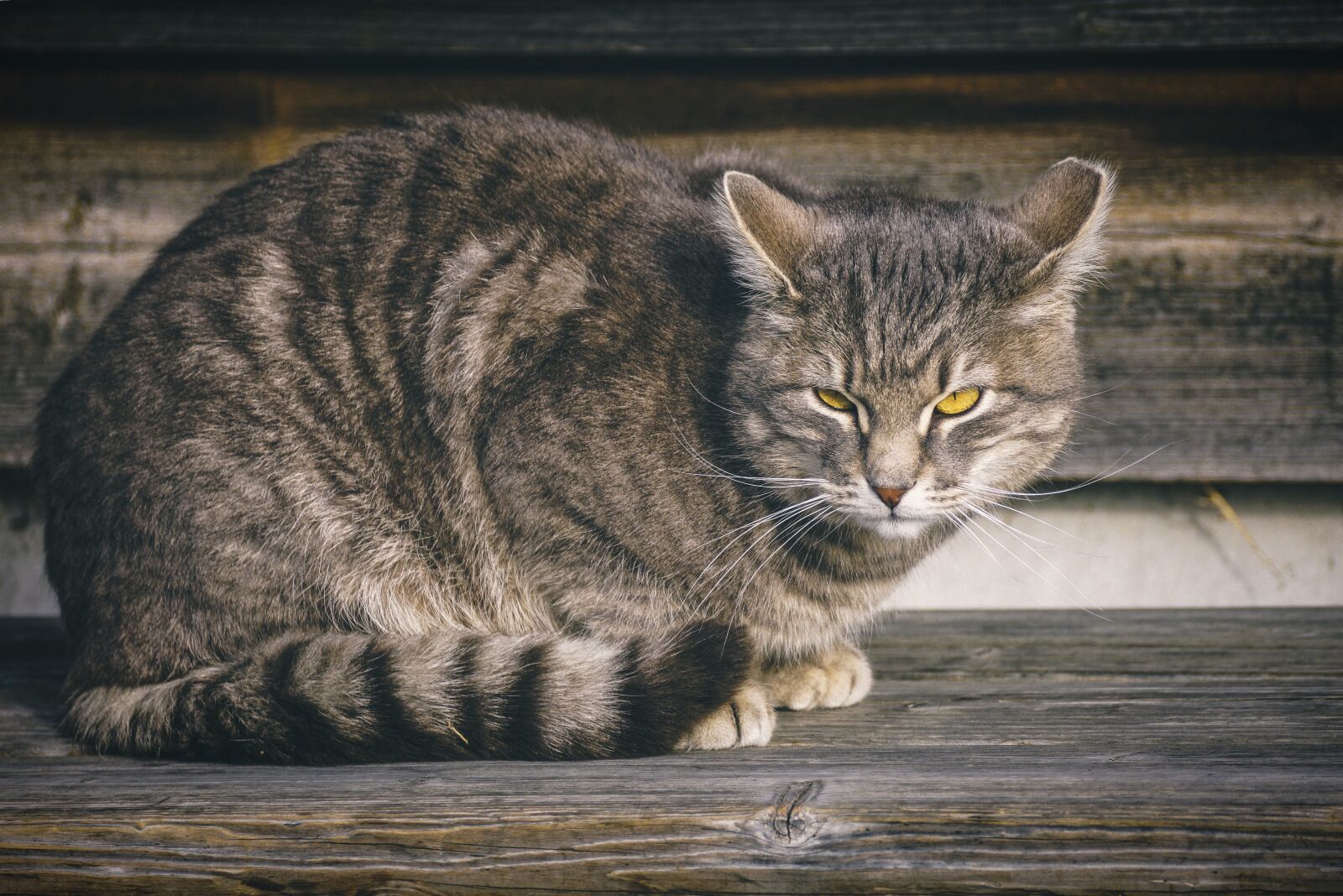 Sony DT 55-300mm F4.5-5.6 SAM sample photo. Cat, domestic cat, eyes photography