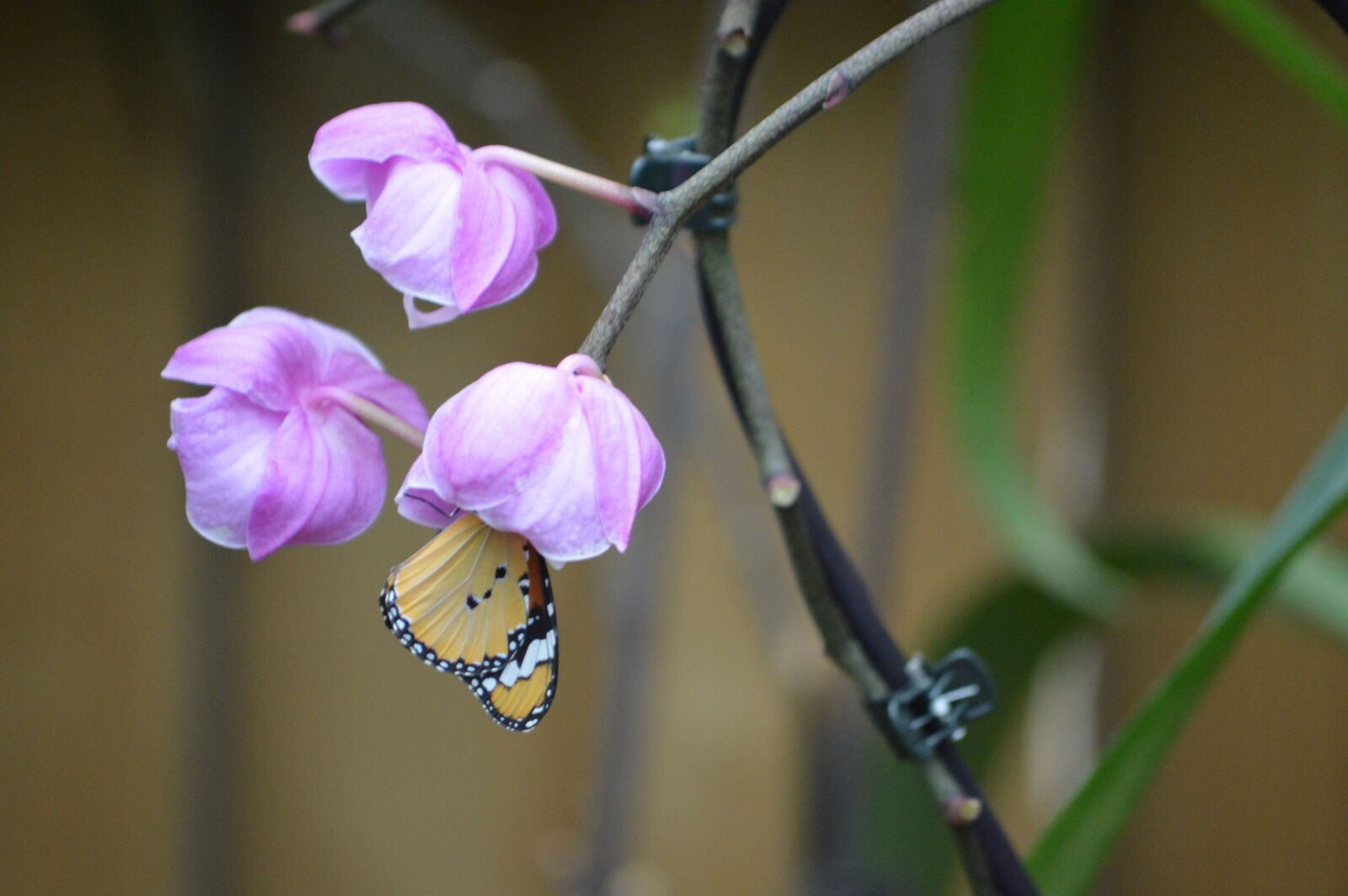 Nikon D3200 sample photo. Flower, purple, plants photography