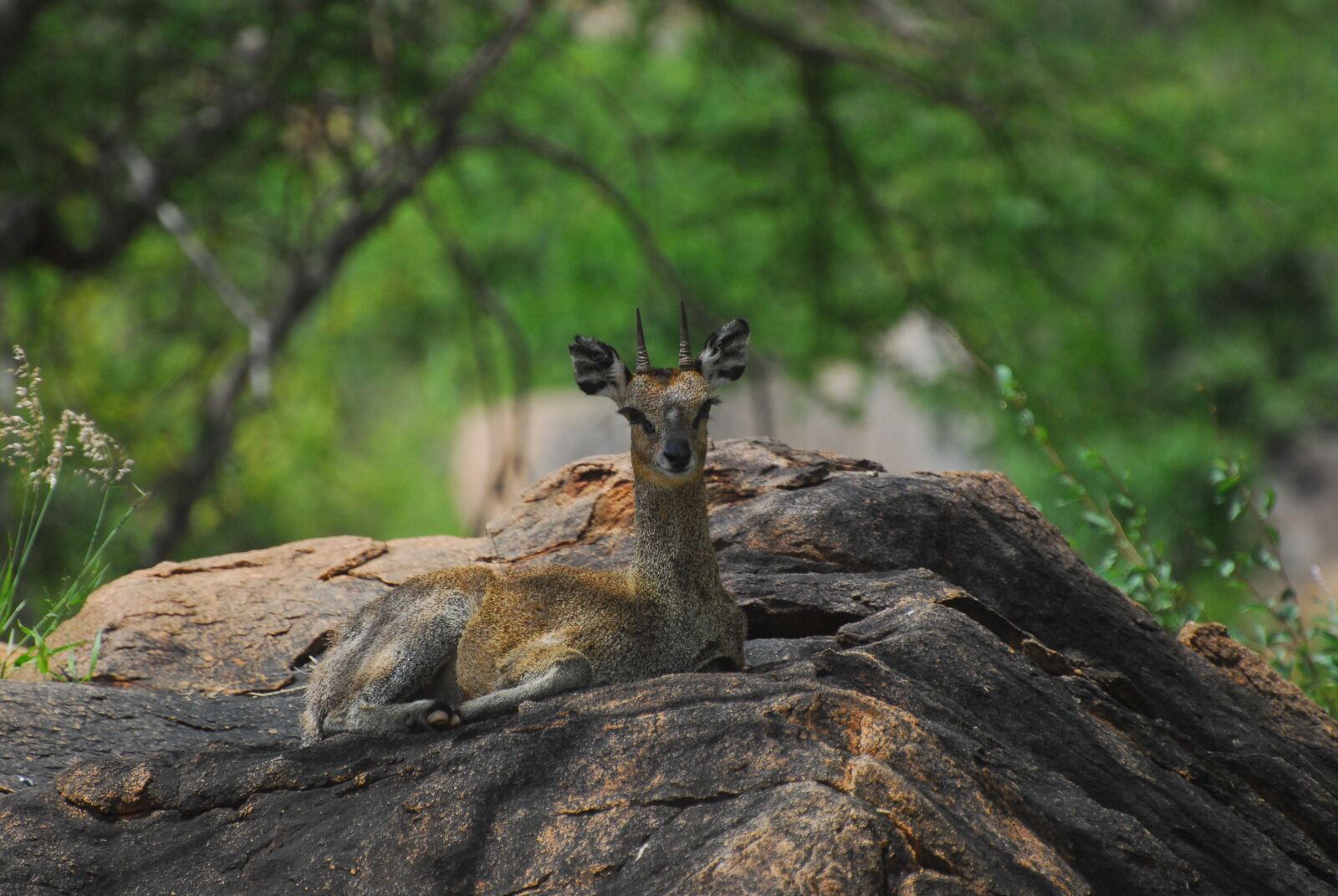 Nikon D200 sample photo. Dik dik, antelope, nature photography