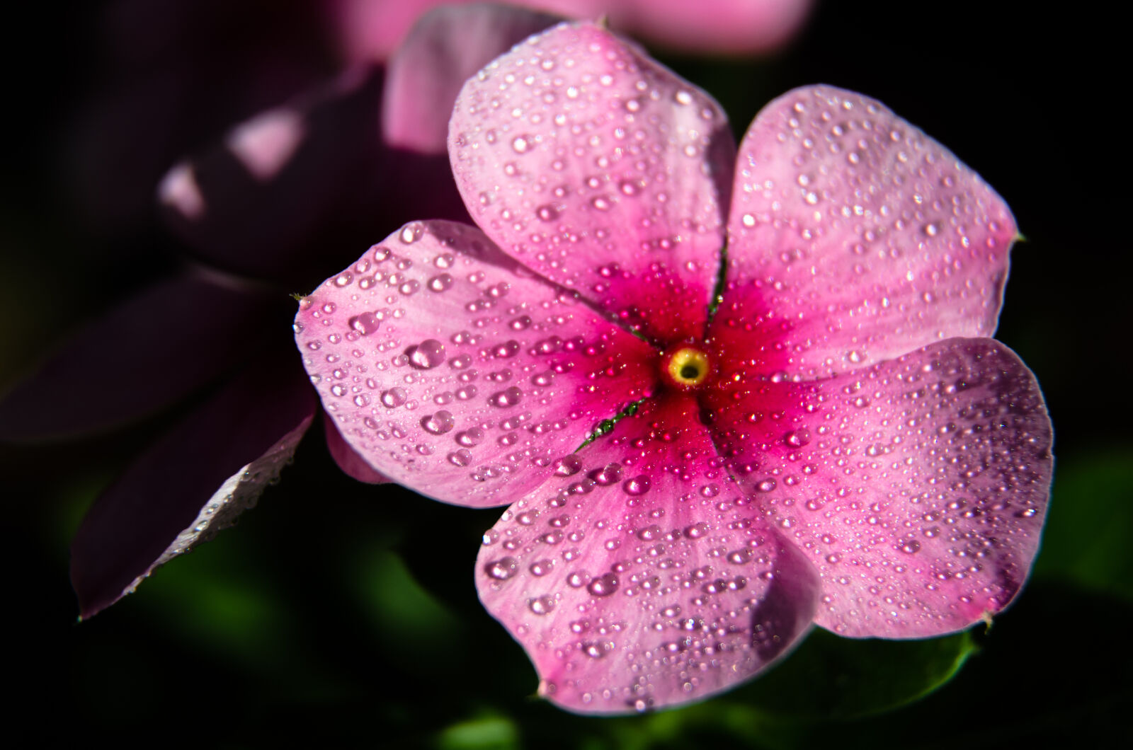 Nikon D5100 sample photo