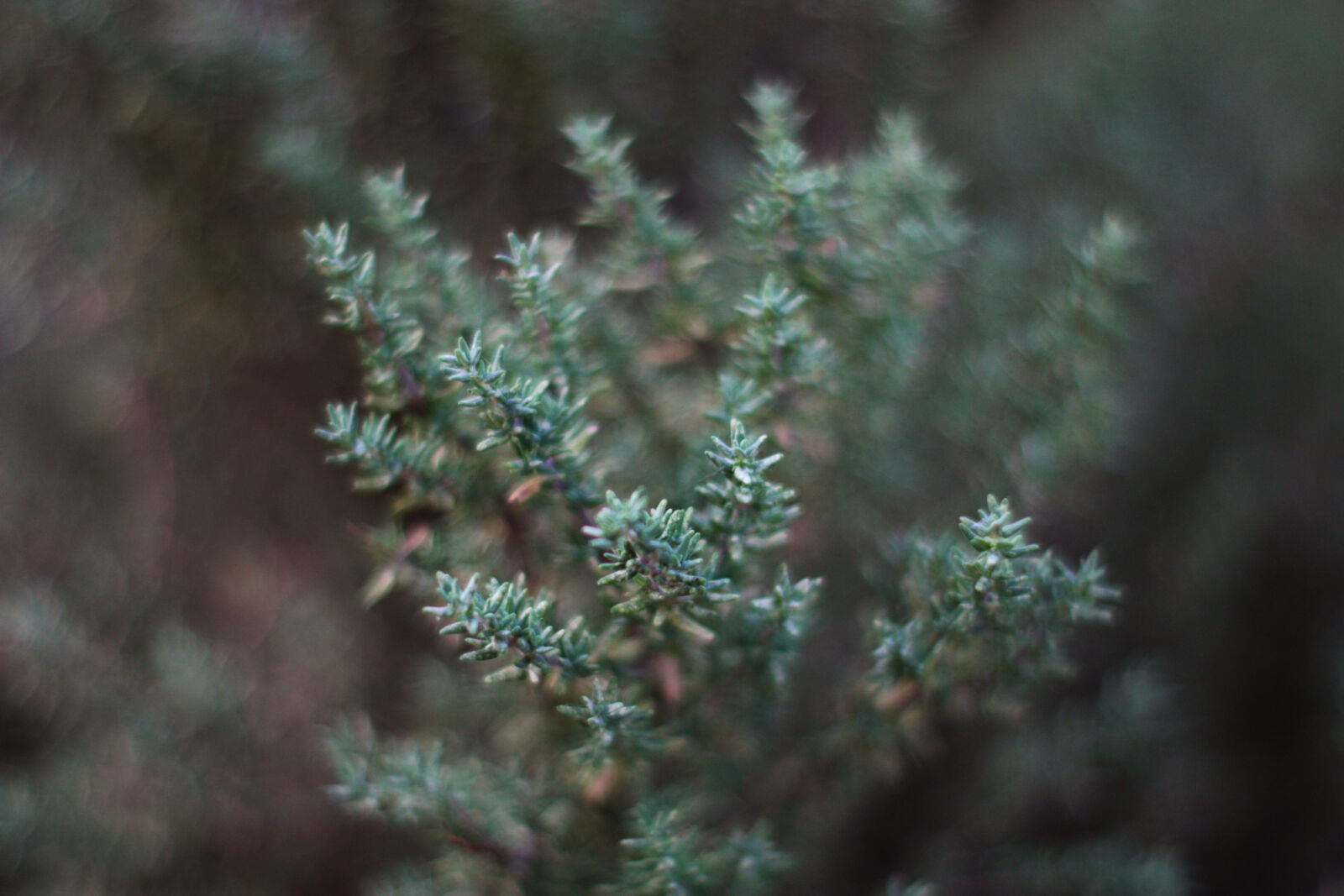Canon EOS 450D (EOS Rebel XSi / EOS Kiss X2) sample photo. Bokeh, bush, focus, garden photography