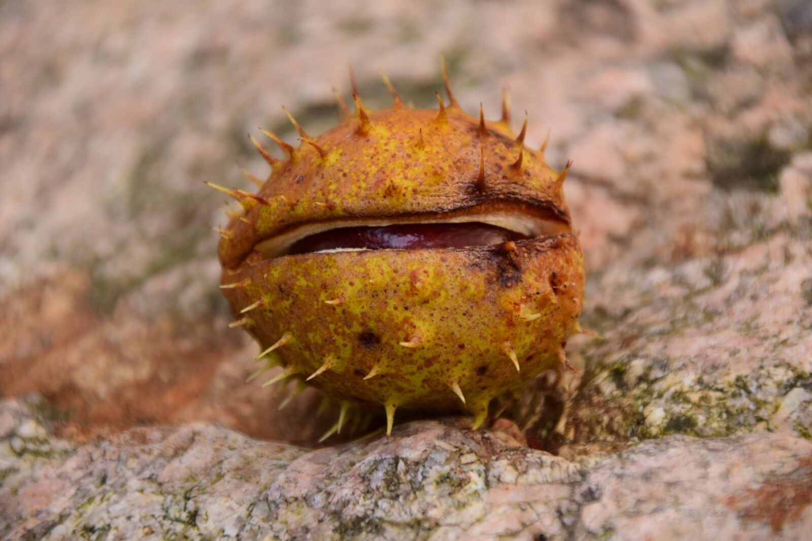 Nikon D3300 sample photo. Chestnut, buckeye, ordinary rosskastanie photography