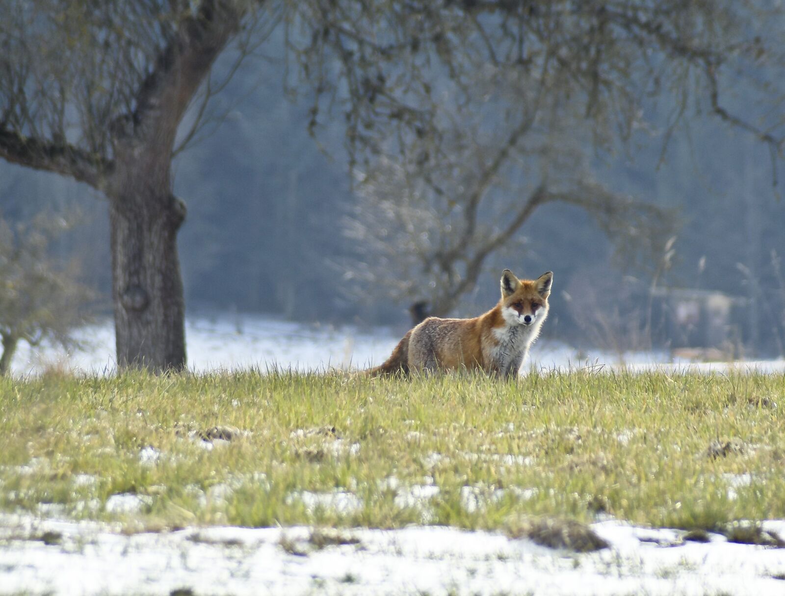 Nikon D500 sample photo. Nature, fuchs, mammal photography