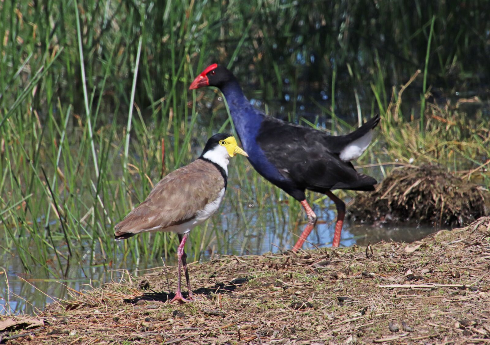 Canon EOS 800D (EOS Rebel T7i / EOS Kiss X9i) sample photo. Birds, coot, lapwing photography