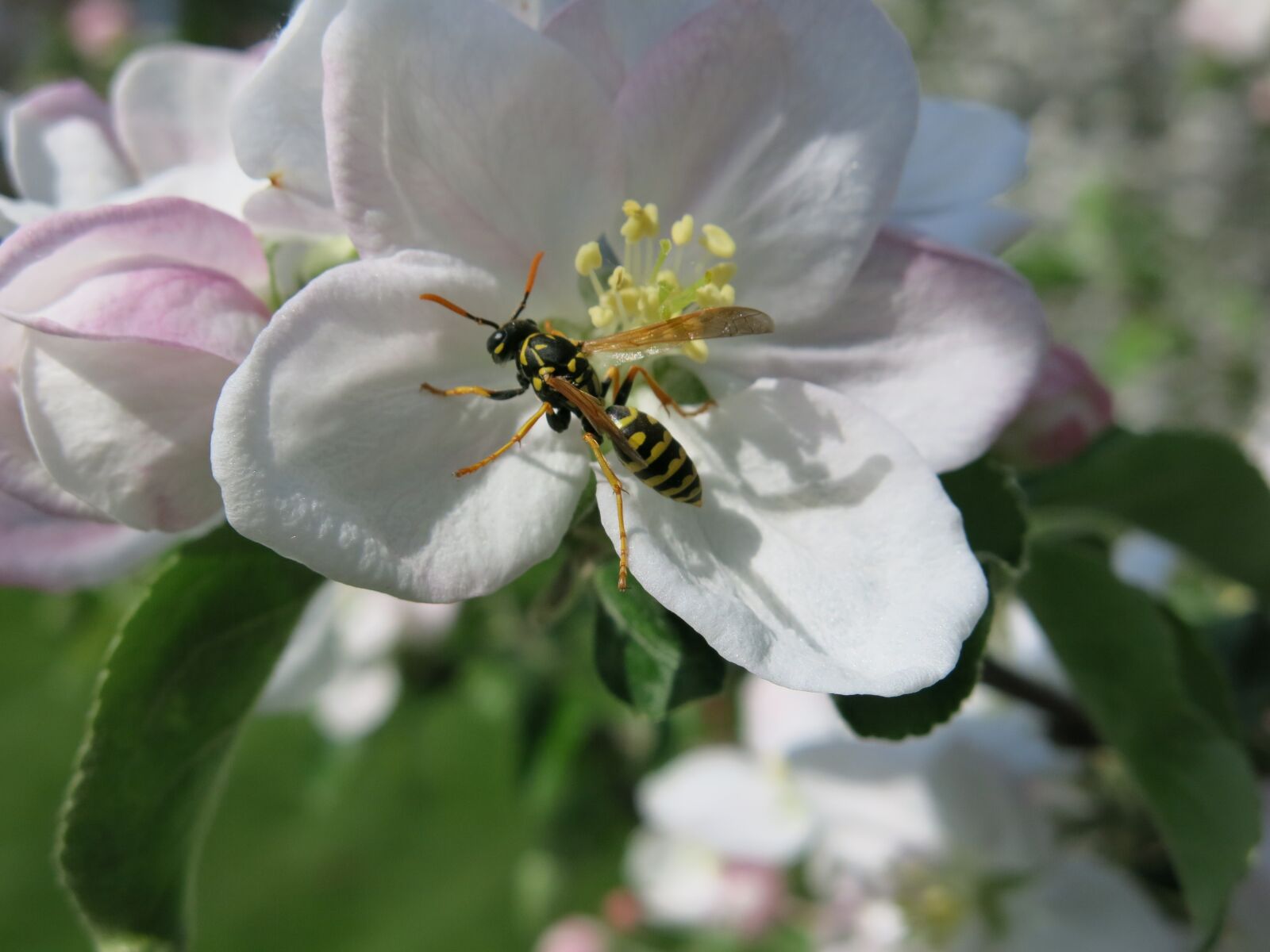 Canon PowerShot G15 sample photo. Wasp, tiger, insect photography