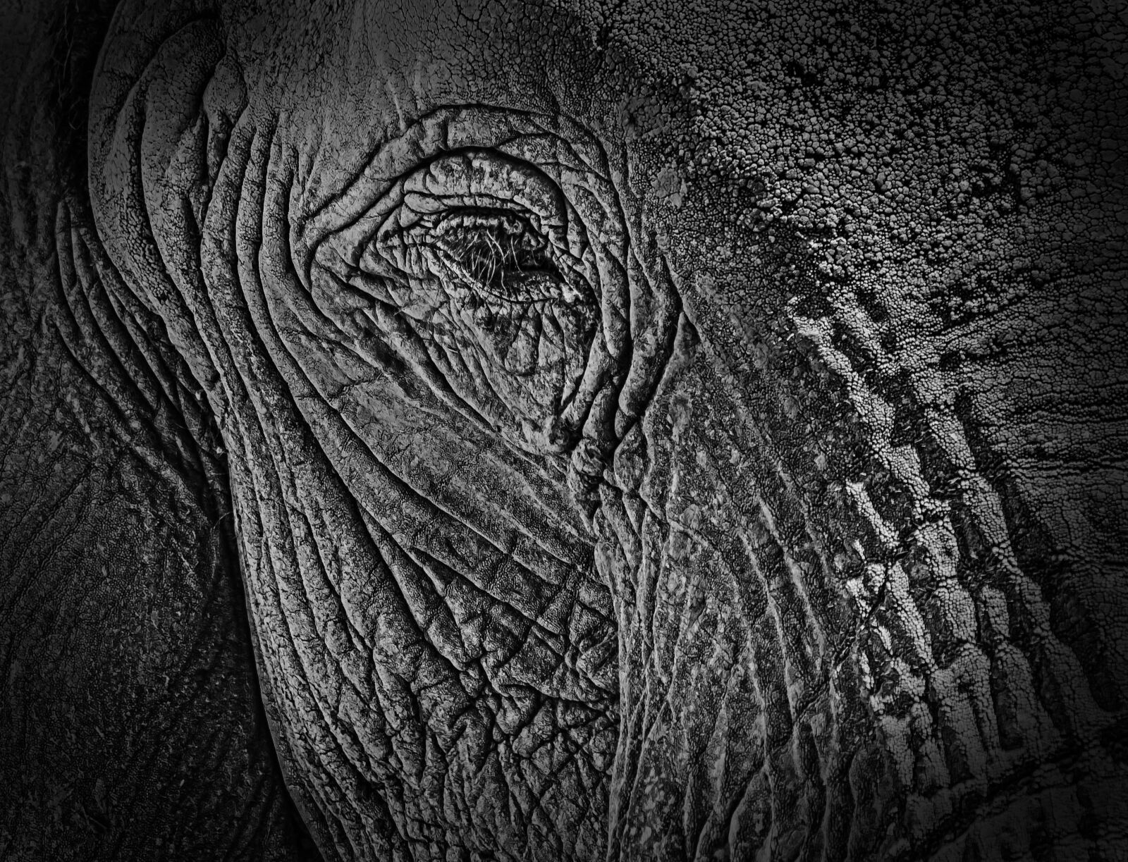 Nikon D7000 sample photo. Black, white, elephant photography