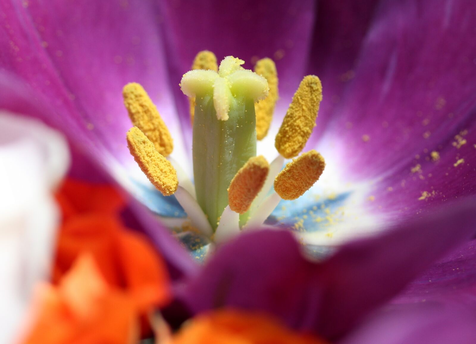 Canon EF-S 60mm F2.8 Macro USM sample photo. Tulip, pollen, interior photography