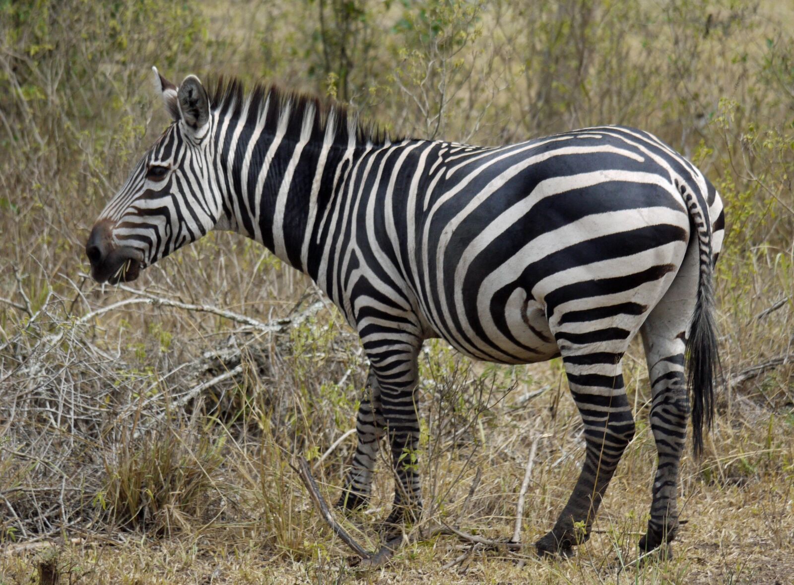Panasonic Lumix DMC-G1 sample photo. Zebra, africa, uganda photography