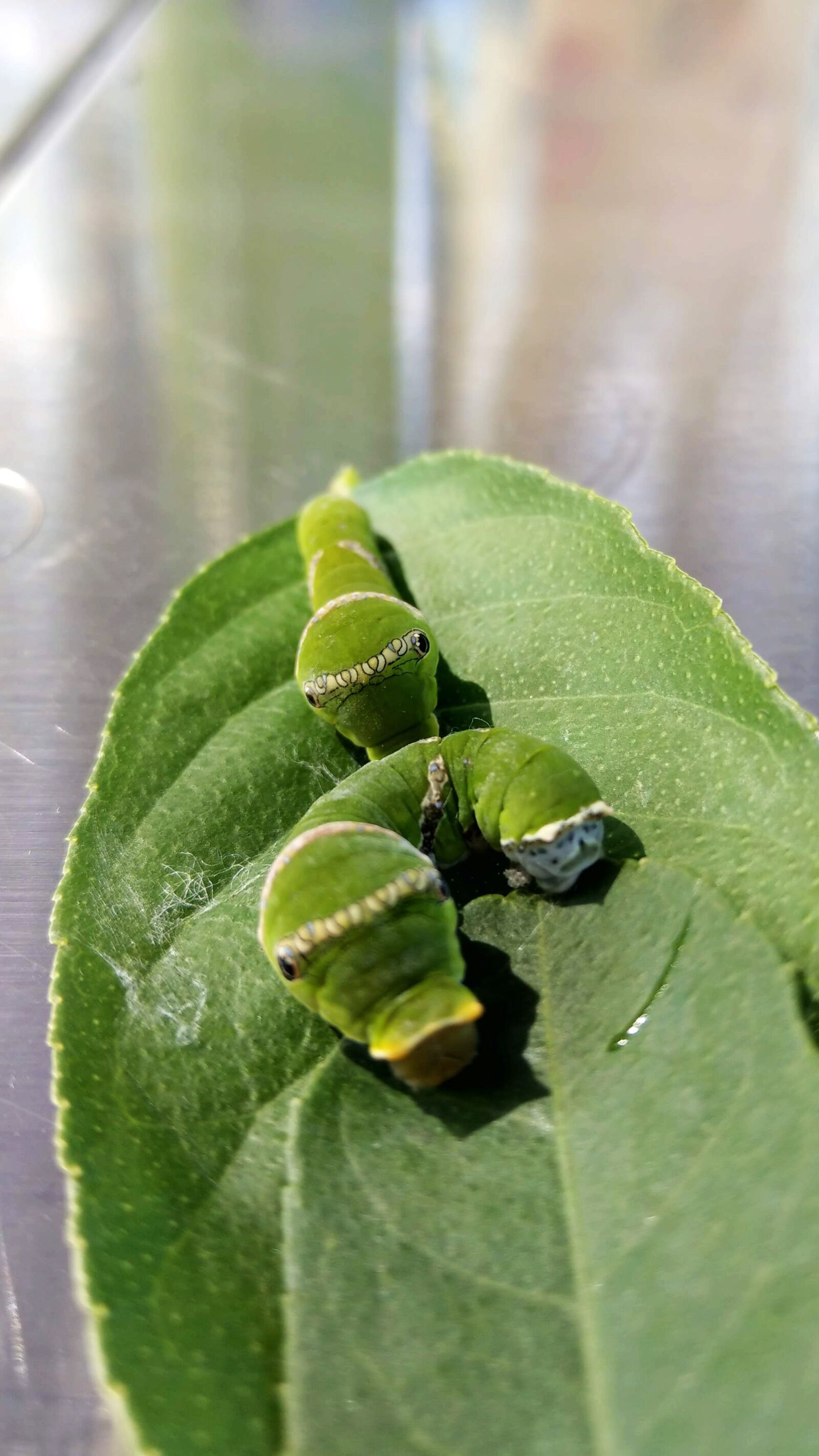 HTC U11 sample photo. Butterfly caterpillars, caterpillar, green photography