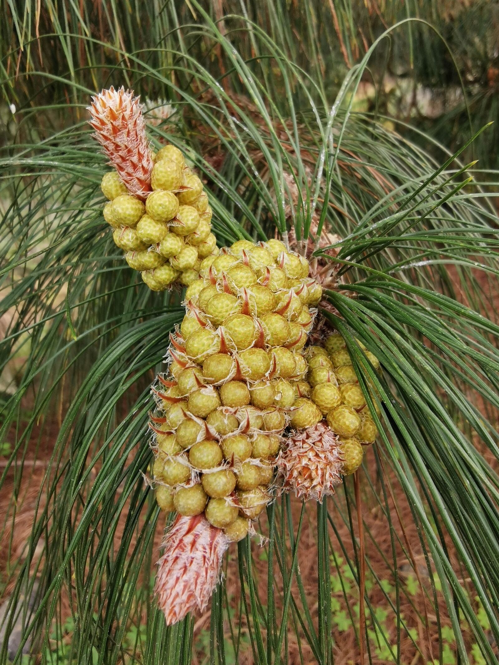 HUAWEI P30 sample photo. Pine, flower, tree photography