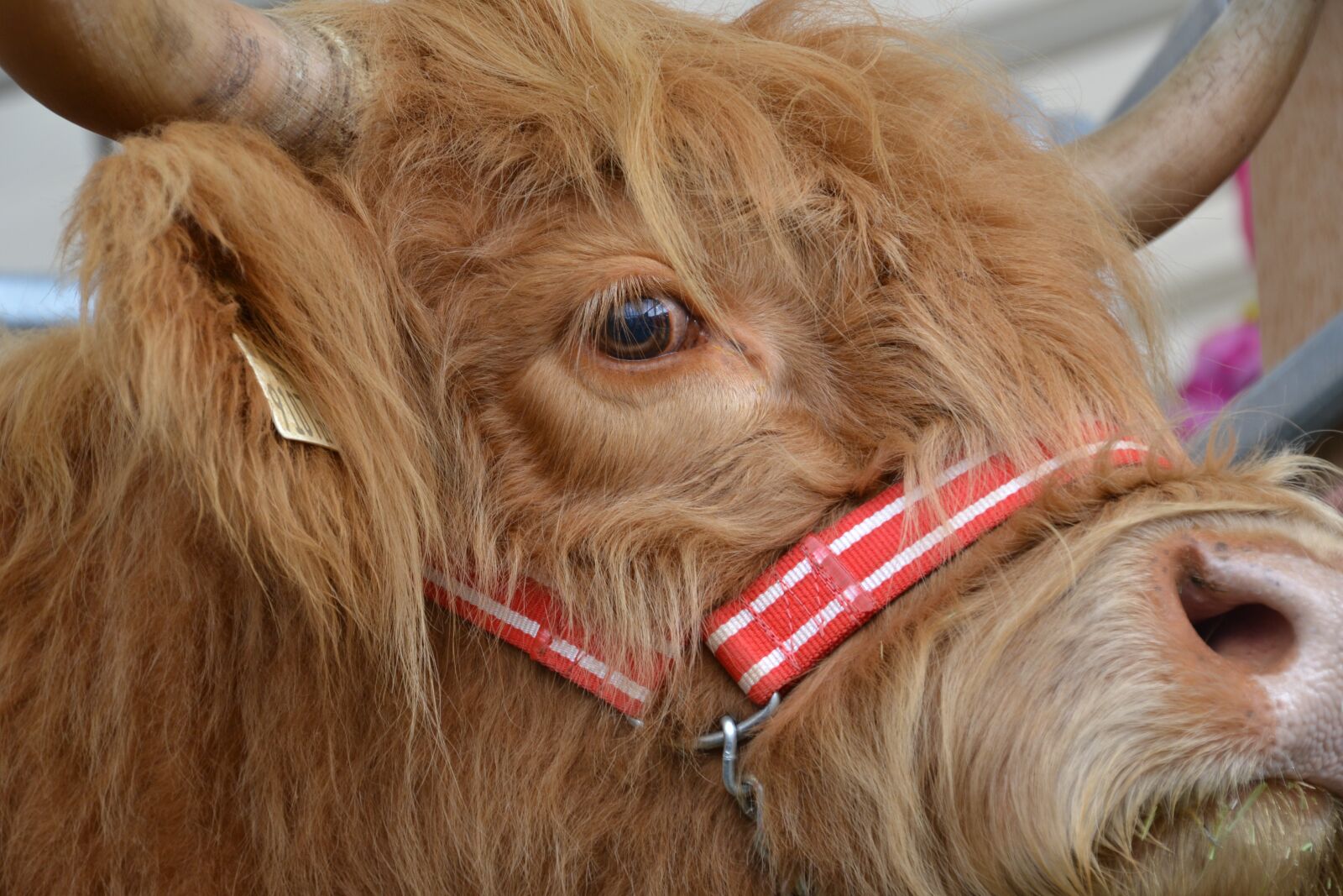 Nikon D3100 sample photo. Animal, highland beef, beef photography