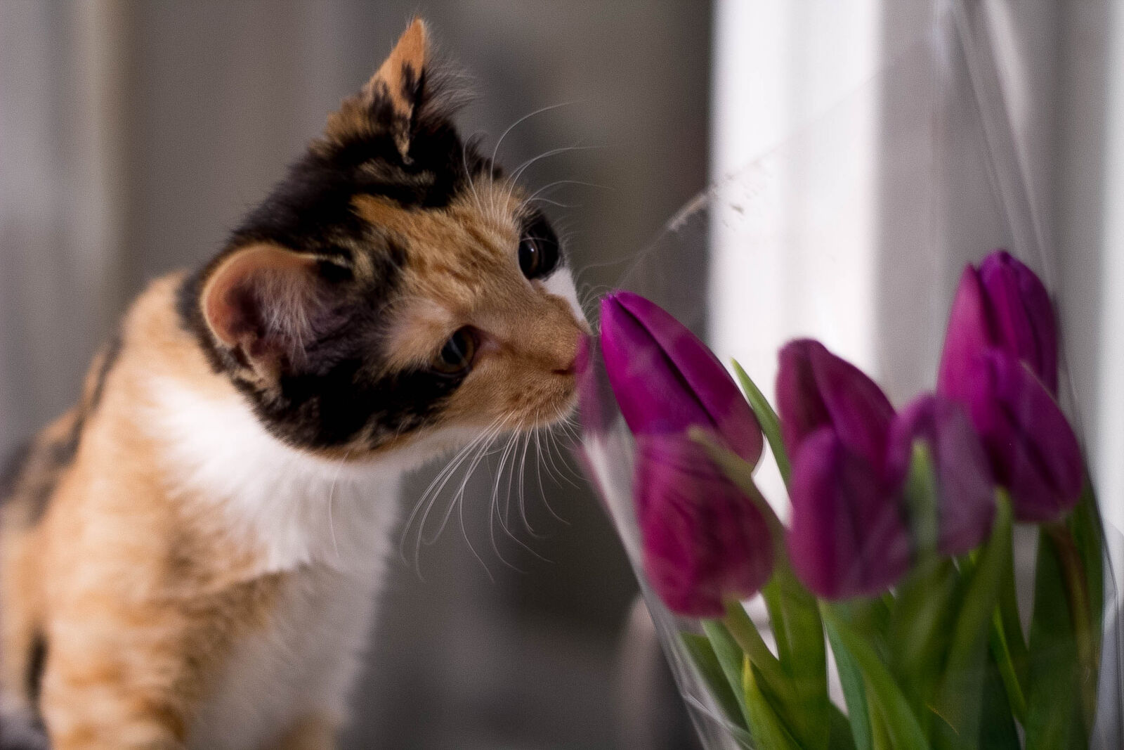 Canon EOS 60D + Canon EF 50mm F1.8 II sample photo