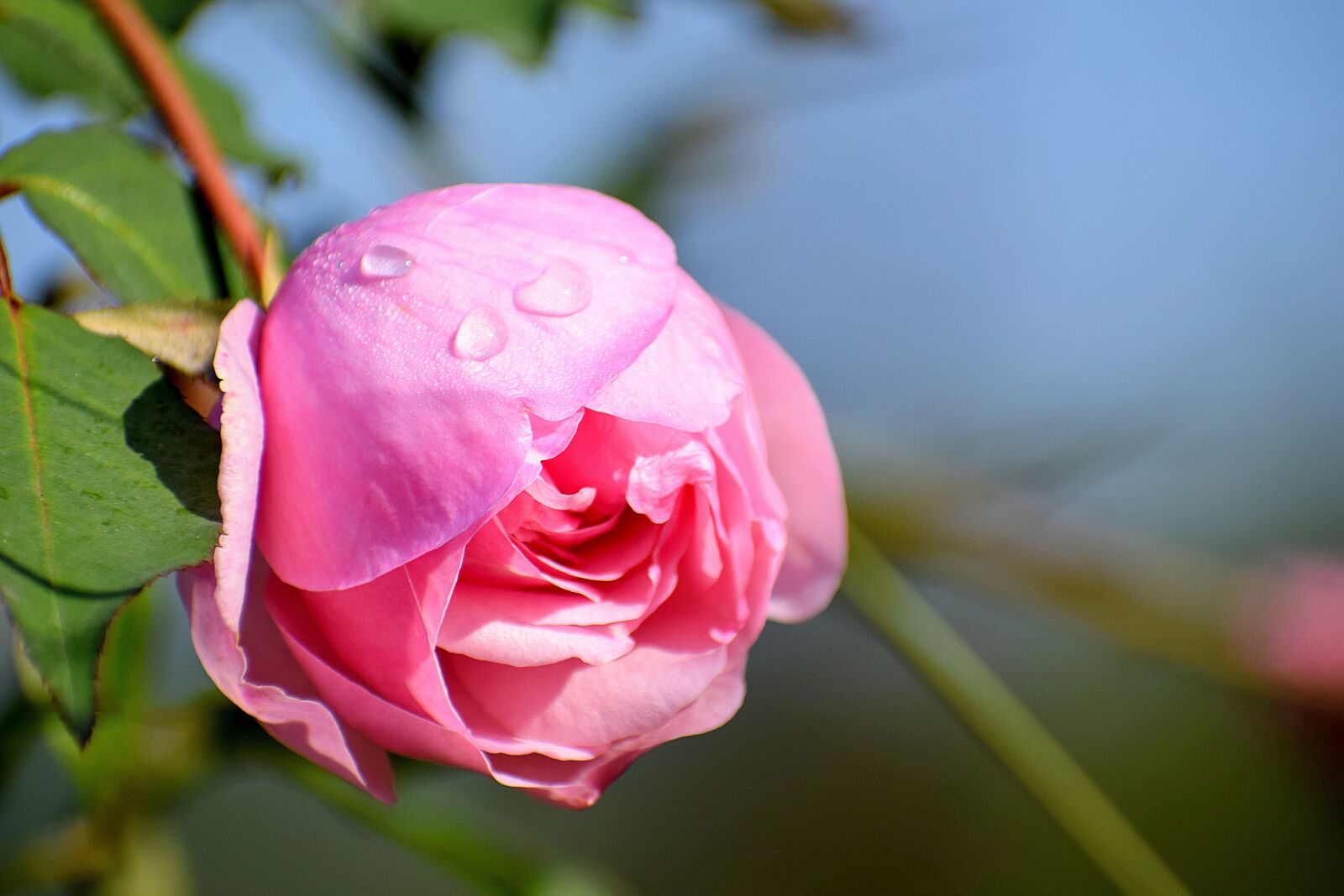 Nikon D3300 sample photo. Pink, rose, flower photography