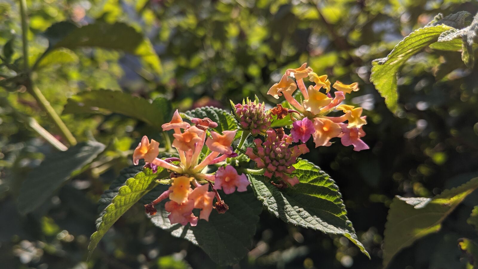 Google Pixel 2 sample photo. Flowers, wildflowers, nature photography