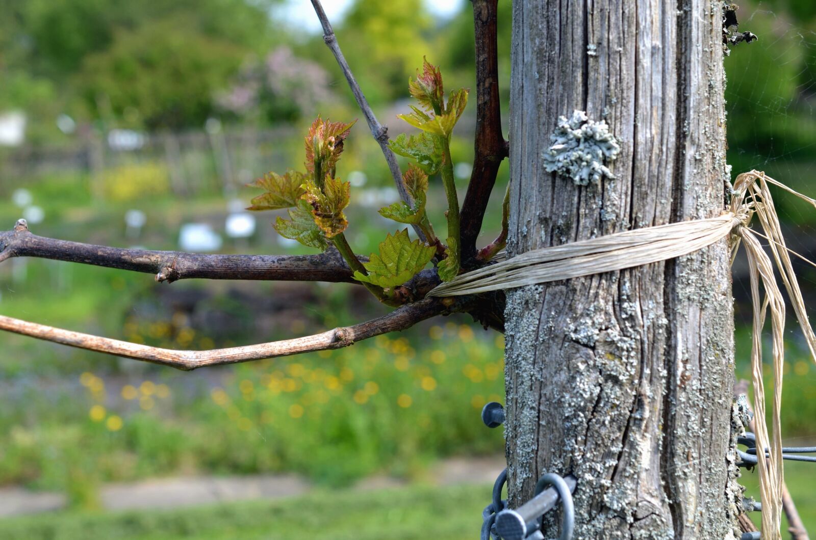 Nikon D5100 sample photo. Grapes, leaves, branch, spring photography