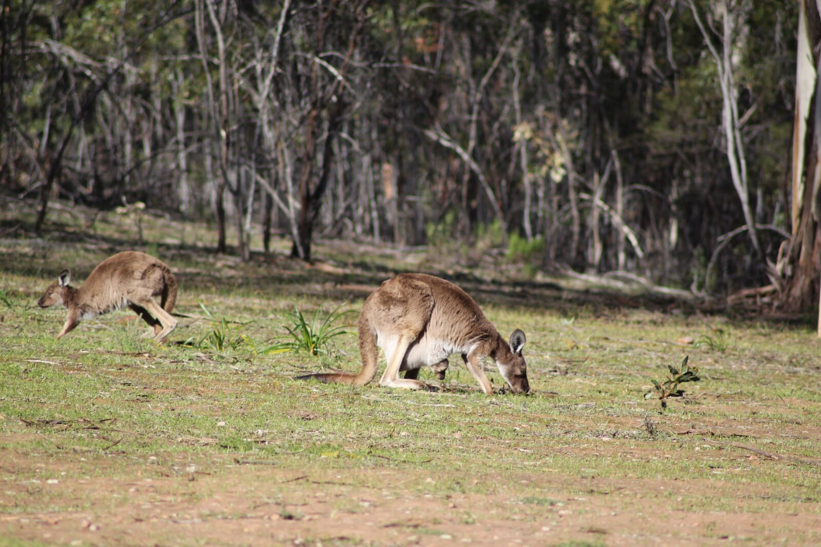 Canon EOS 650D (EOS Rebel T4i / EOS Kiss X6i) sample photo. Flinders ranges, outback, outdoors photography