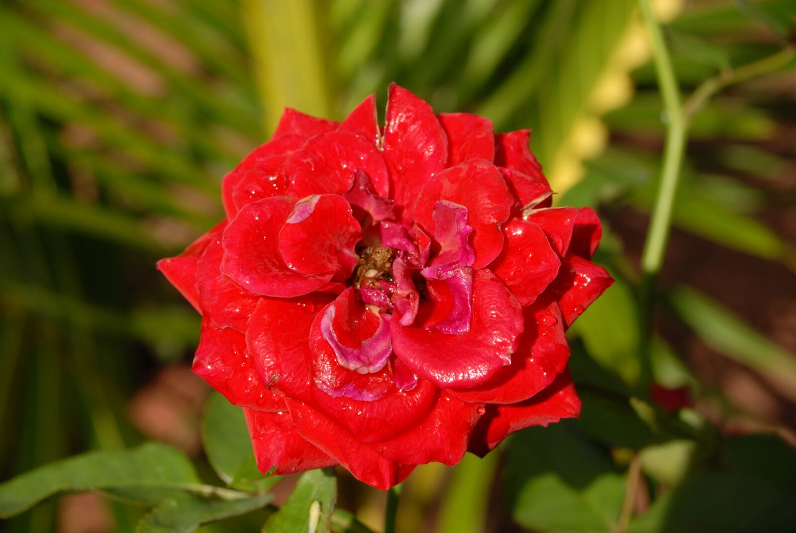 Nikon D200 sample photo. Red rose, small flower photography