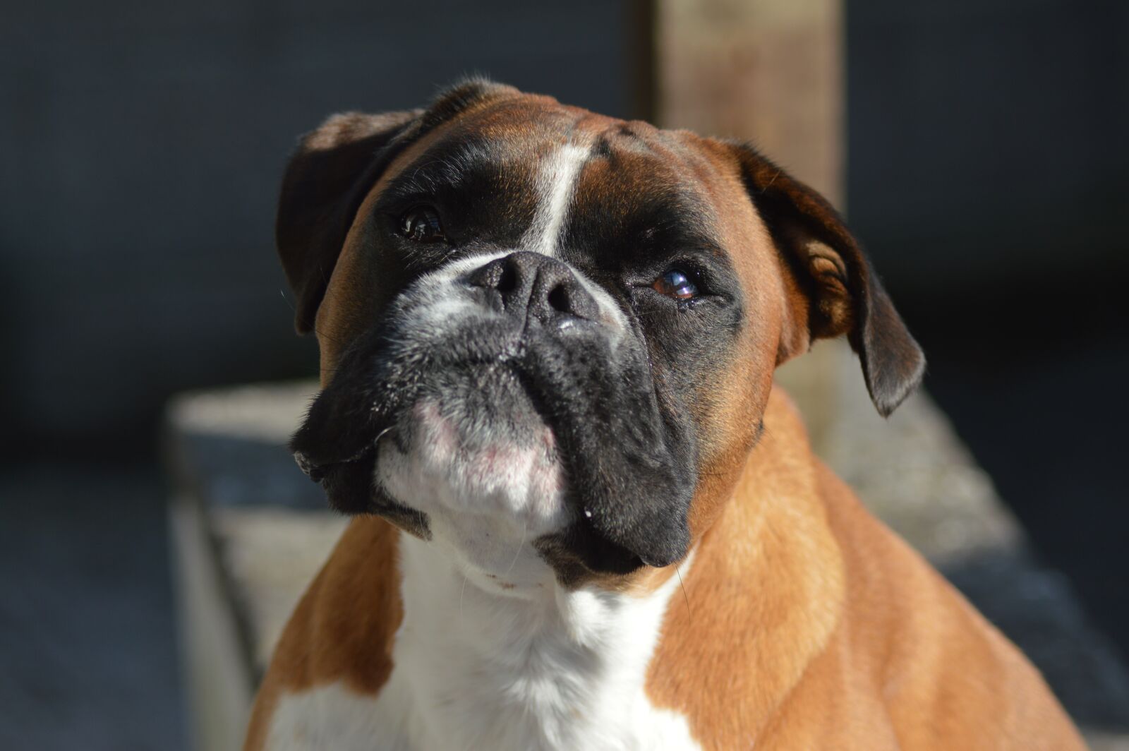 Nikon D3200 sample photo. Boxer, dog, pet photography