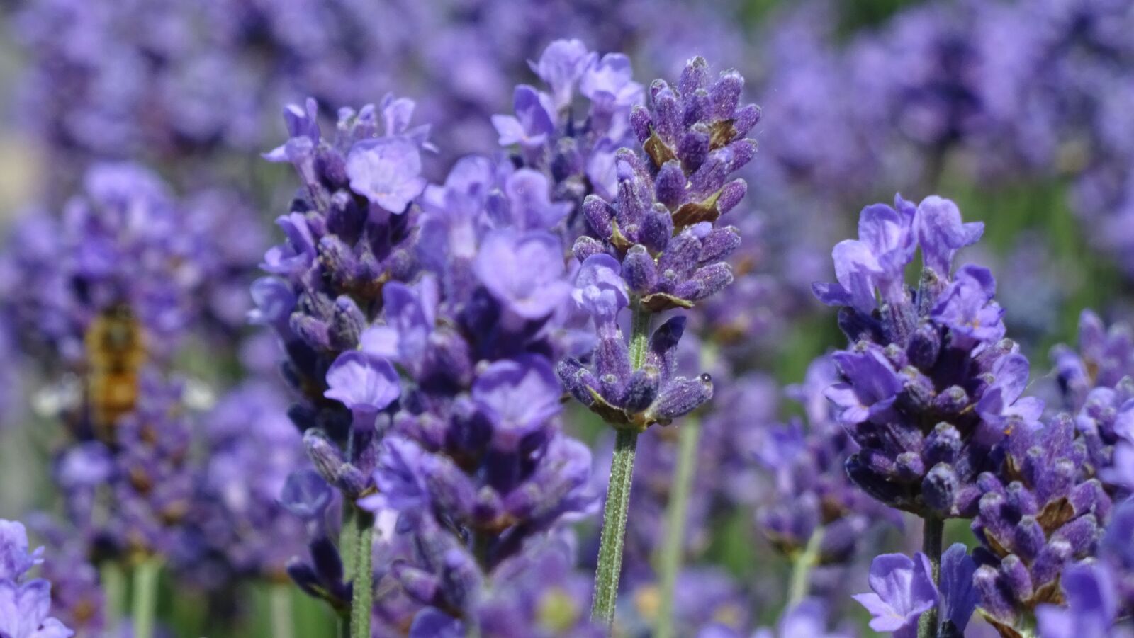 Sony DSC-HX60 sample photo. Lavender, violet, flowers photography