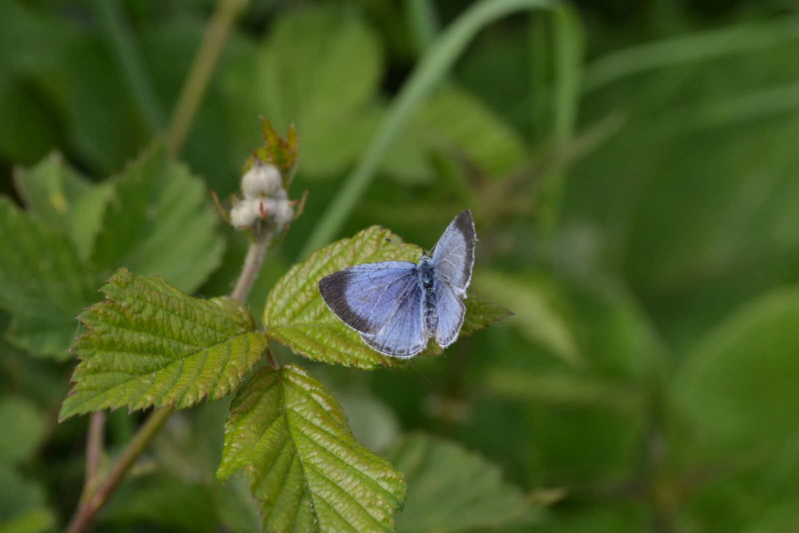 Nikon D3100 sample photo. Butterfly, blue, nature photography