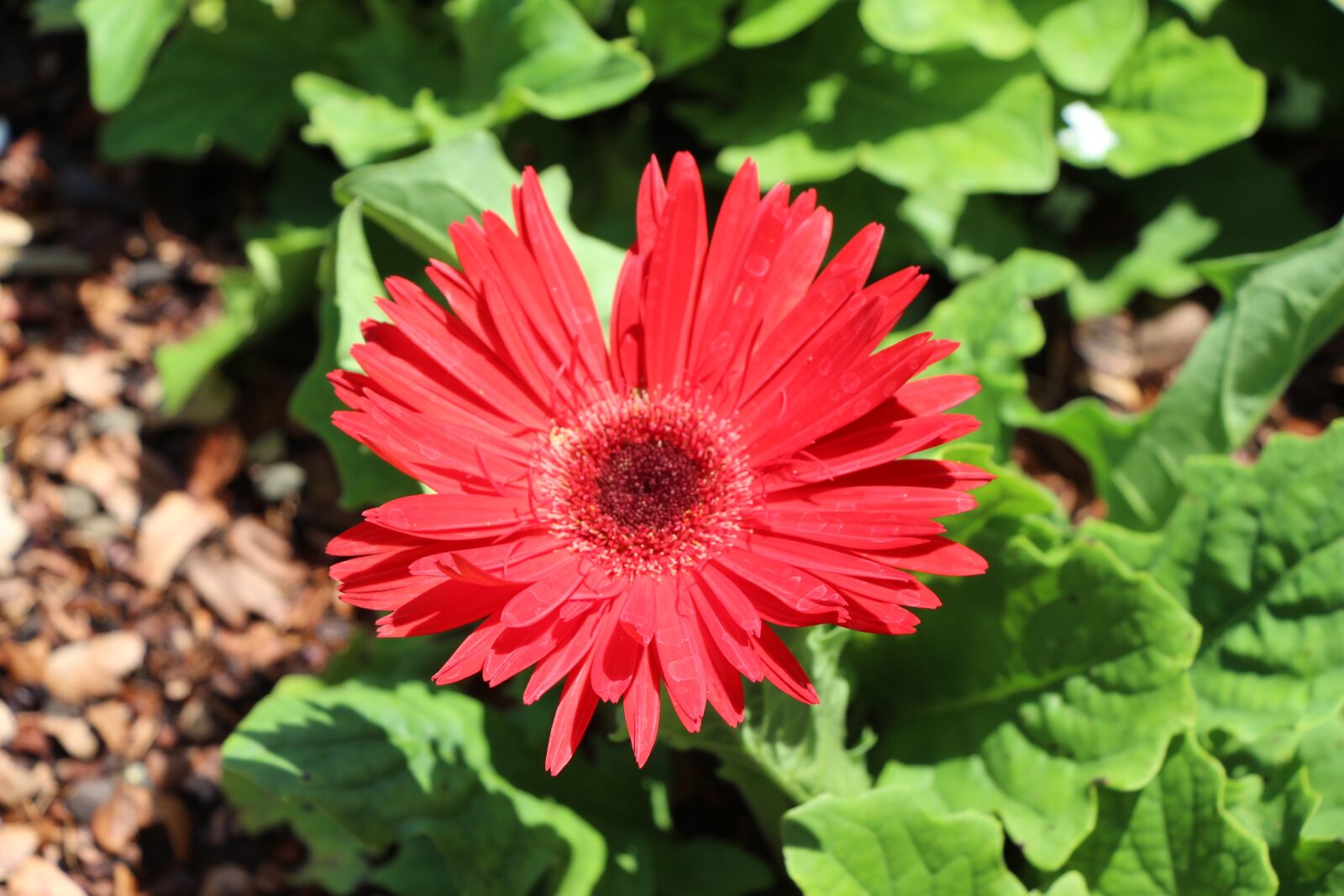 Canon EOS 700D (EOS Rebel T5i / EOS Kiss X7i) sample photo. Park, garden, flowers photography