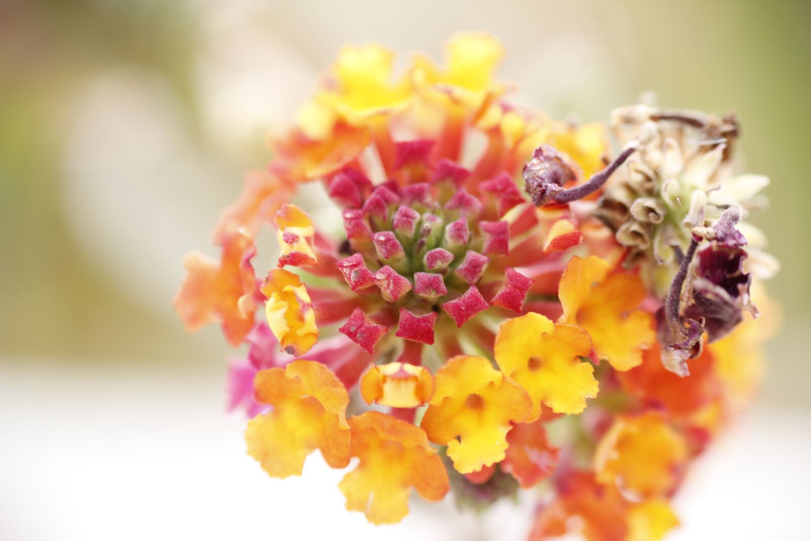 Canon EOS 550D (EOS Rebel T2i / EOS Kiss X4) sample photo. Color, flower, yellow photography