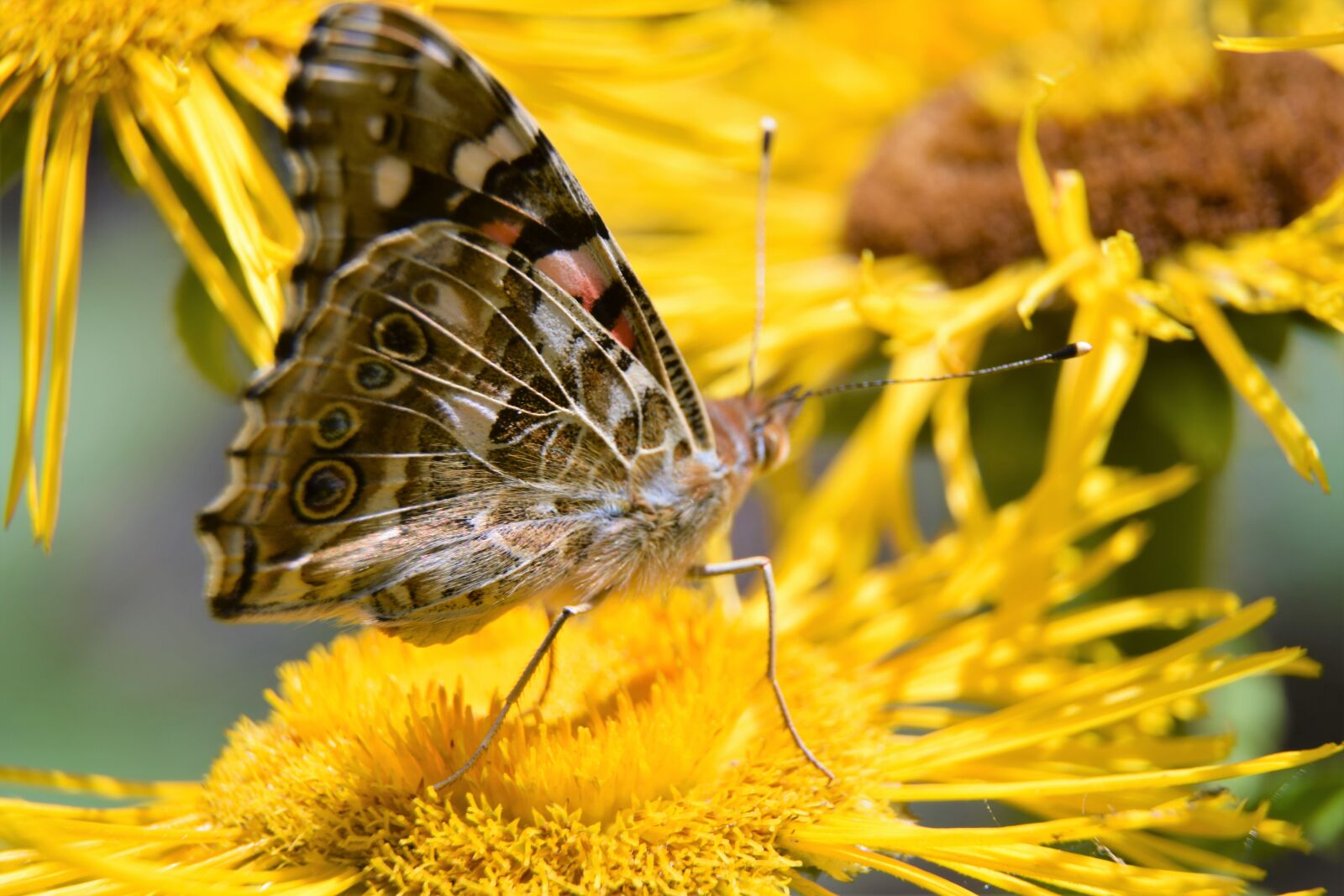 Nikon D5300 sample photo. Butterfly, flower, yellow photography