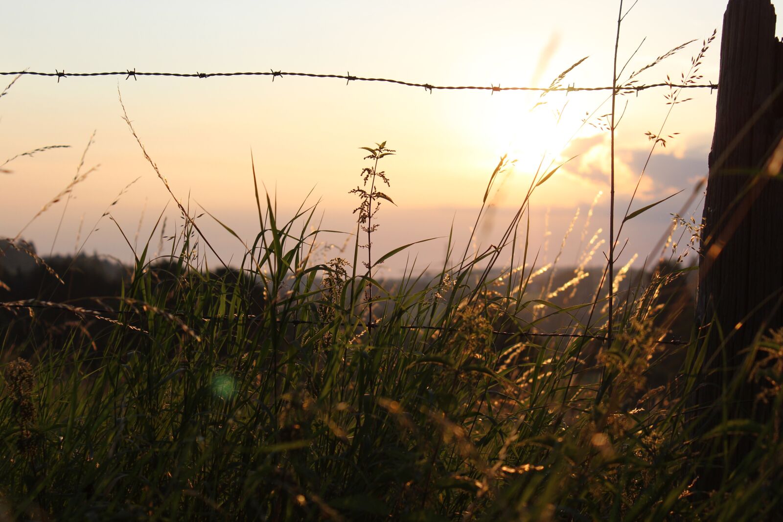 Canon EOS 1200D (EOS Rebel T5 / EOS Kiss X70 / EOS Hi) + Canon EF-S 18-55mm F3.5-5.6 IS II sample photo. Landscape, meadow, barbed wire photography