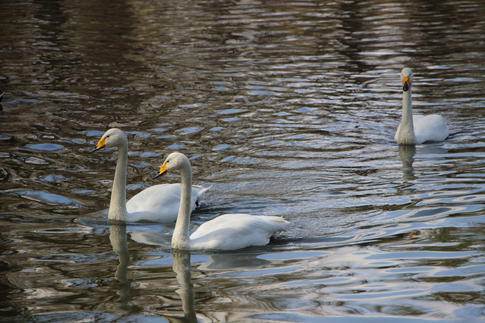 Canon EOS 600D (Rebel EOS T3i / EOS Kiss X5) sample photo. Bird, water bird, pond photography