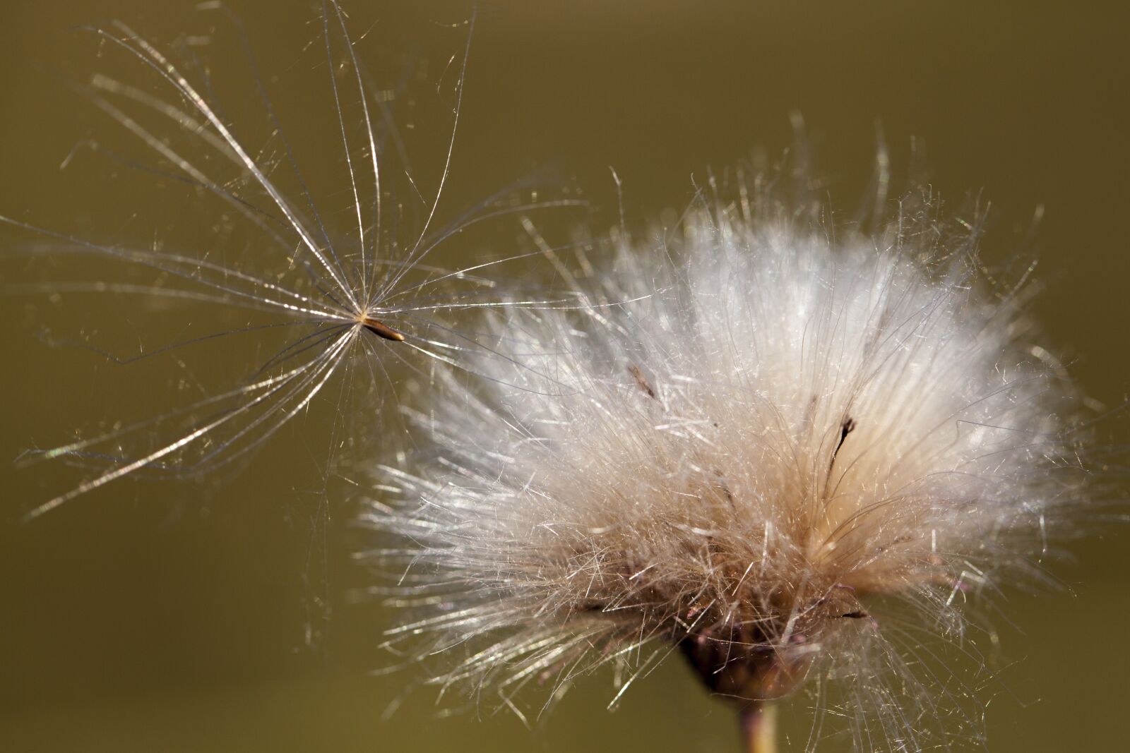 Canon EF 100mm F2.8L Macro IS USM sample photo. Dry flower, detail, autumn photography