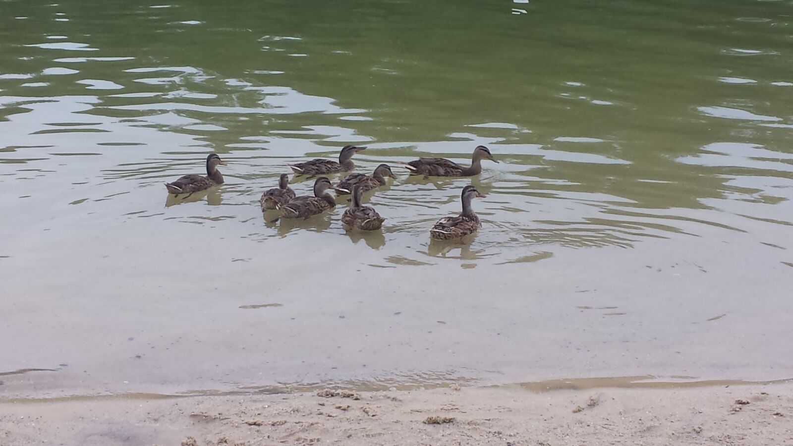 Samsung Galaxy S4 sample photo. Beach, sand, ducks photography