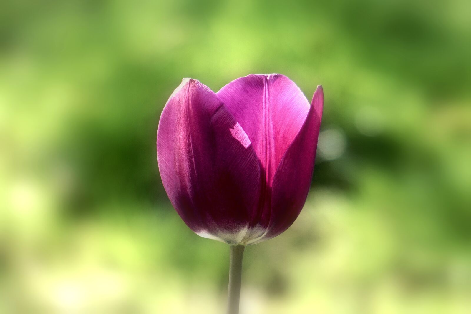 Sony E 55-210mm F4.5-6.3 OSS sample photo. Flower, tulip, spring photography