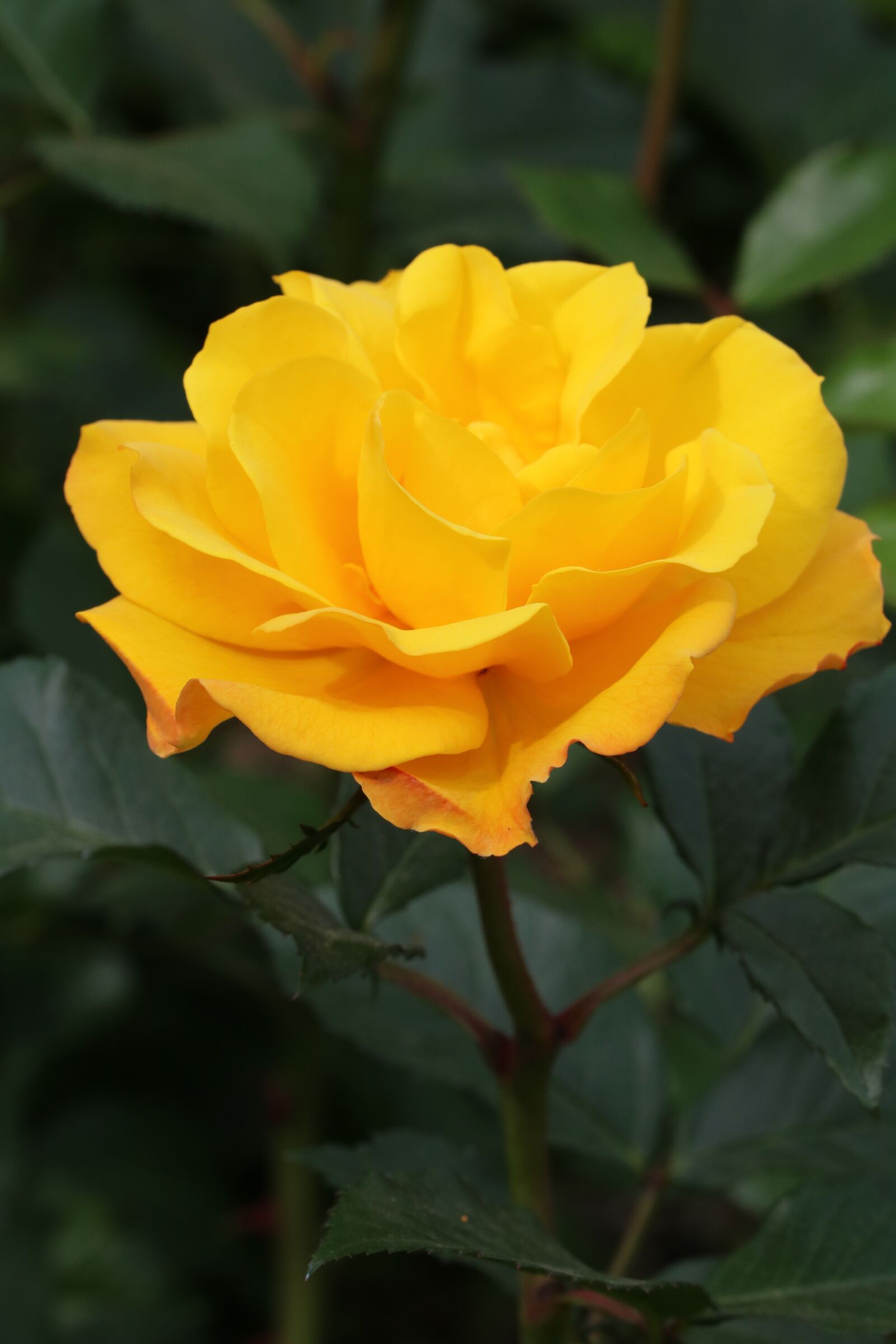 Canon EOS 750D (EOS Rebel T6i / EOS Kiss X8i) sample photo. Rose, rose festival, garden photography