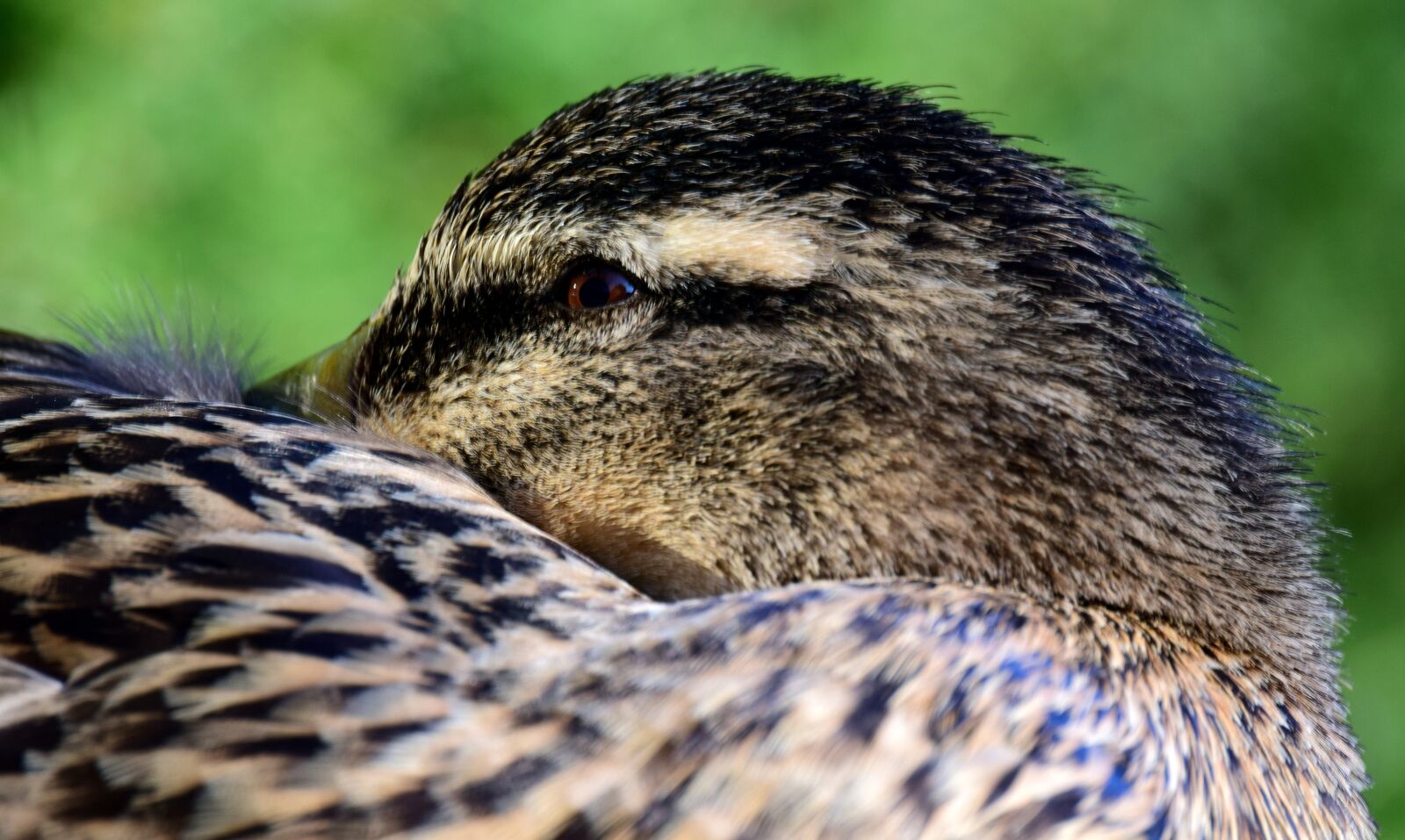 Nikon D3300 sample photo. Duck, mallard, female photography