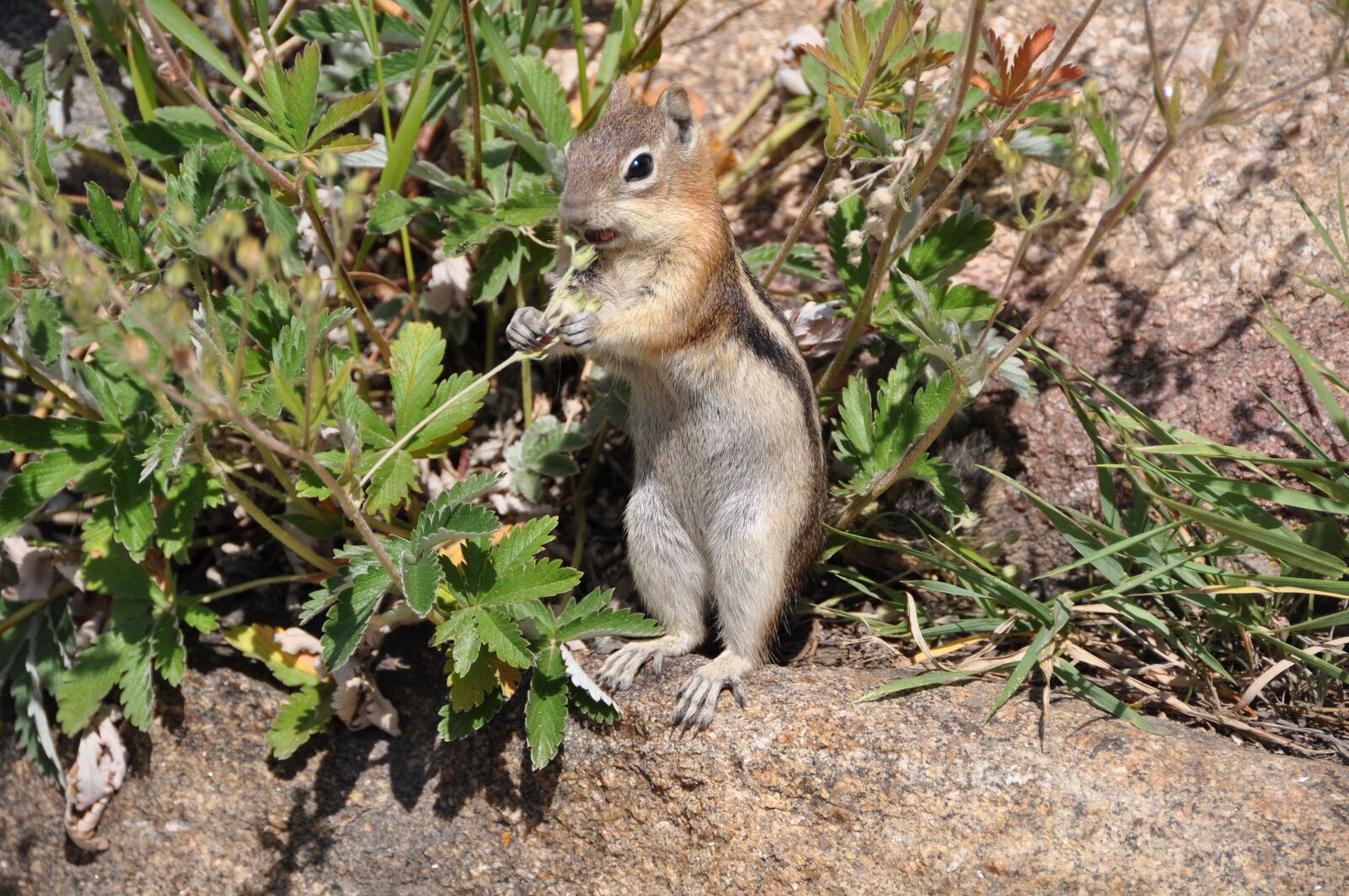 Nikon D90 sample photo. Squirrel, chipmunk, nature photography