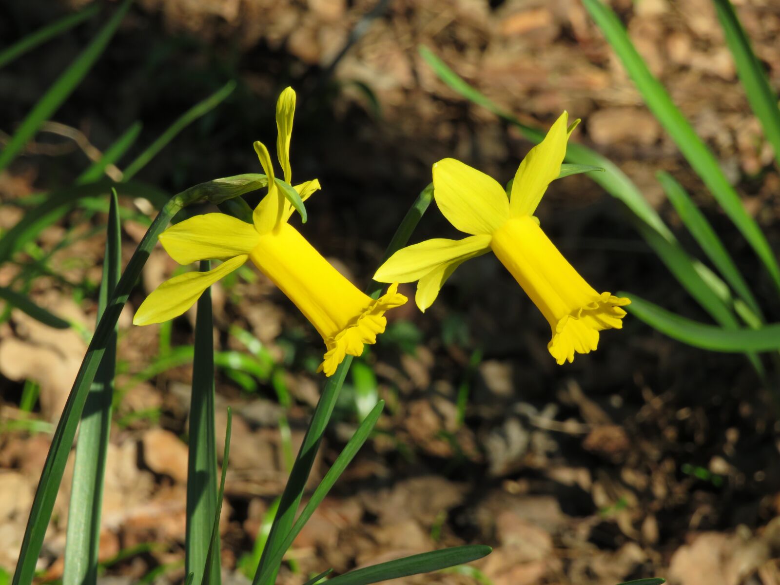 Canon PowerShot SX540 HS sample photo. Narcissus, flower, yellow photography