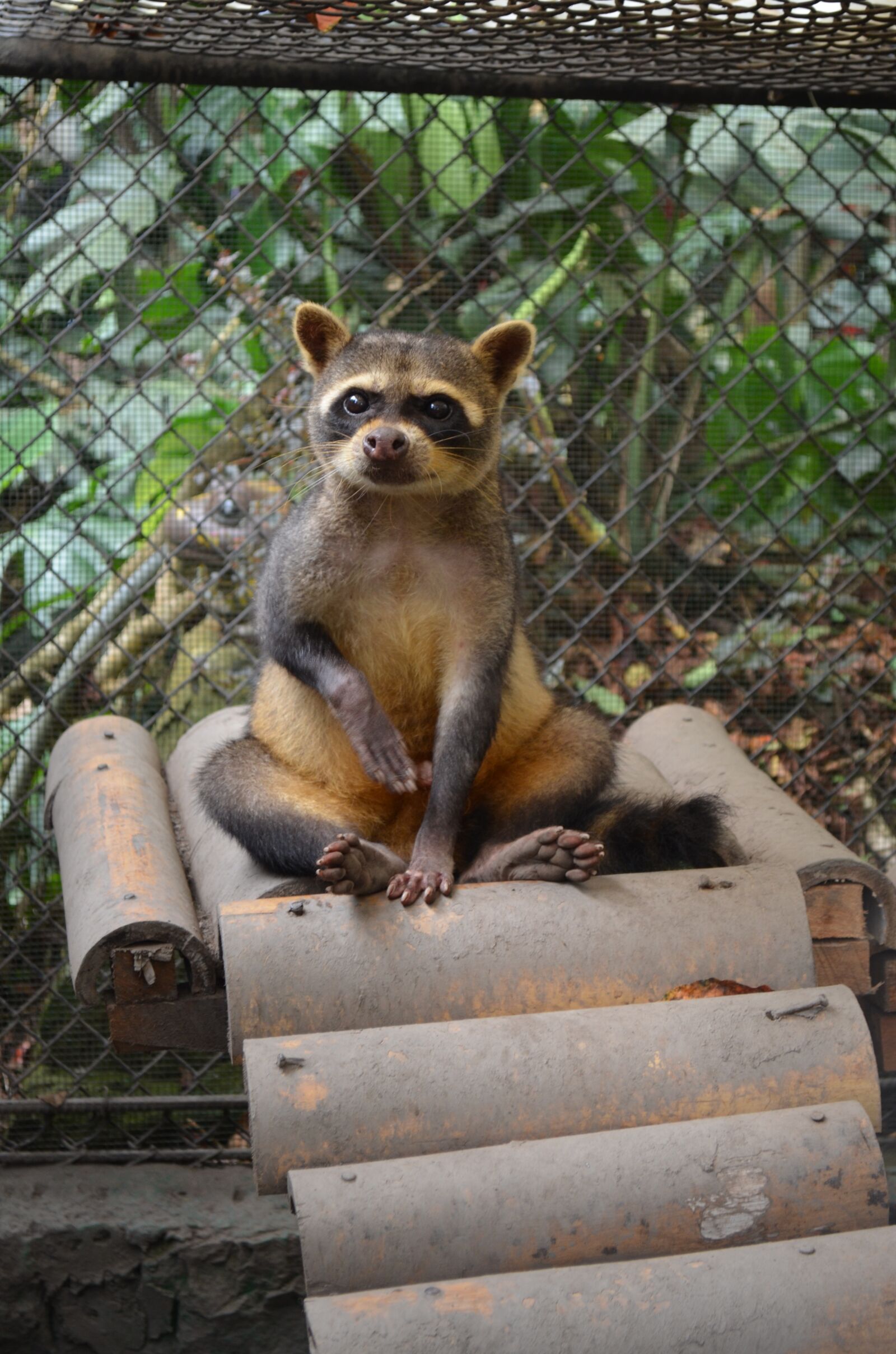 Nikon D5100 sample photo. Raccoon, animal, animals photography