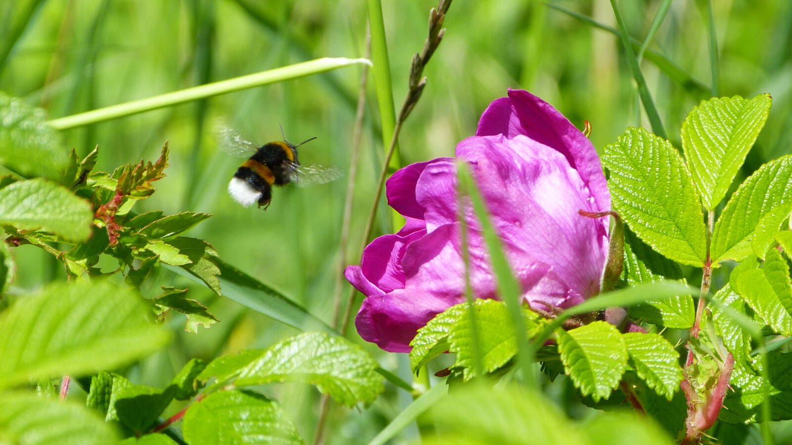 Panasonic Lumix DMC-FZ150 sample photo. Nature, landscape, of course photography