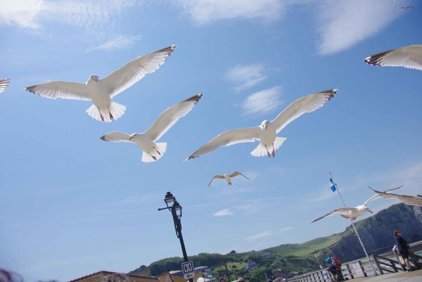 Pentax K-5 sample photo. Seagull, beach, sea photography