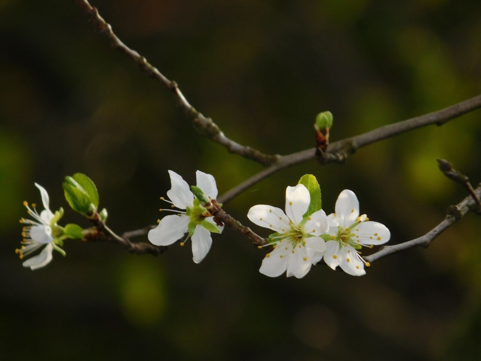 Nikon Coolpix L840 sample photo. Spring, flowers, tree photography