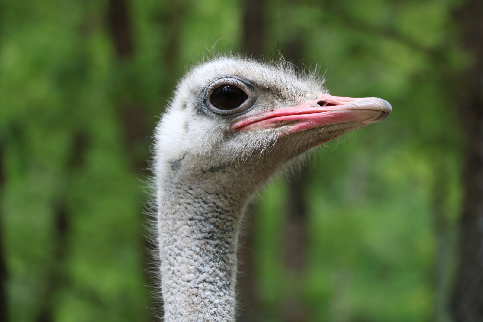 Canon EOS 750D (EOS Rebel T6i / EOS Kiss X8i) sample photo. Ostrich, birds, wildlife photography
